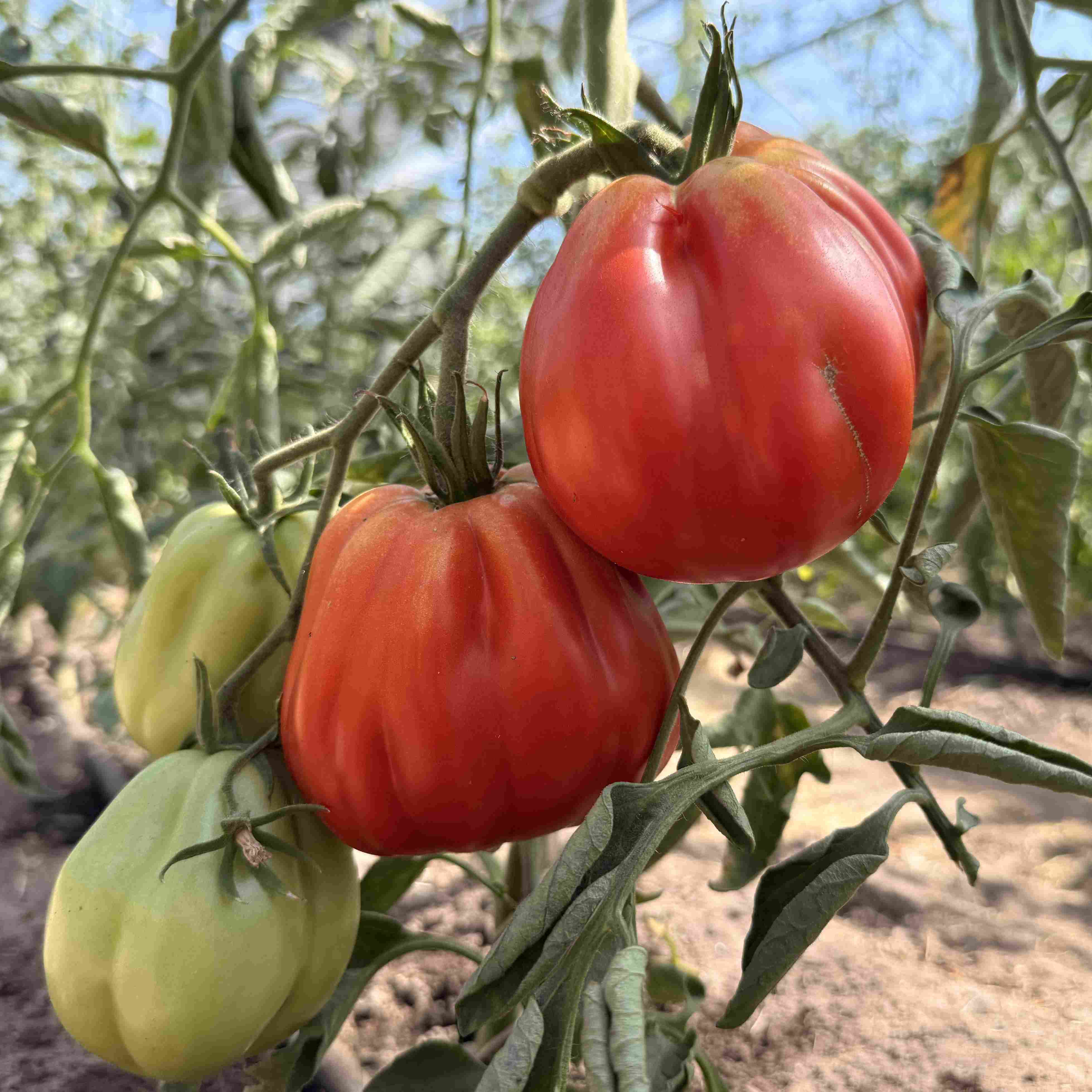 Tomatensaatgut Cœur de Bœuf de Nice