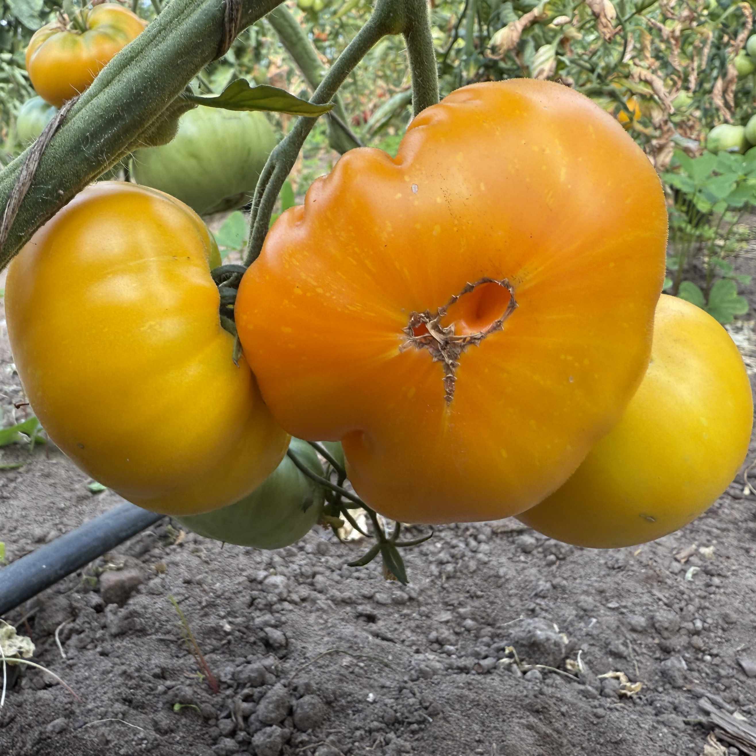 Tomatensaatgut Limmony