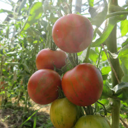 Rot gestreifte Tomatenvielfalt mit Geschmack