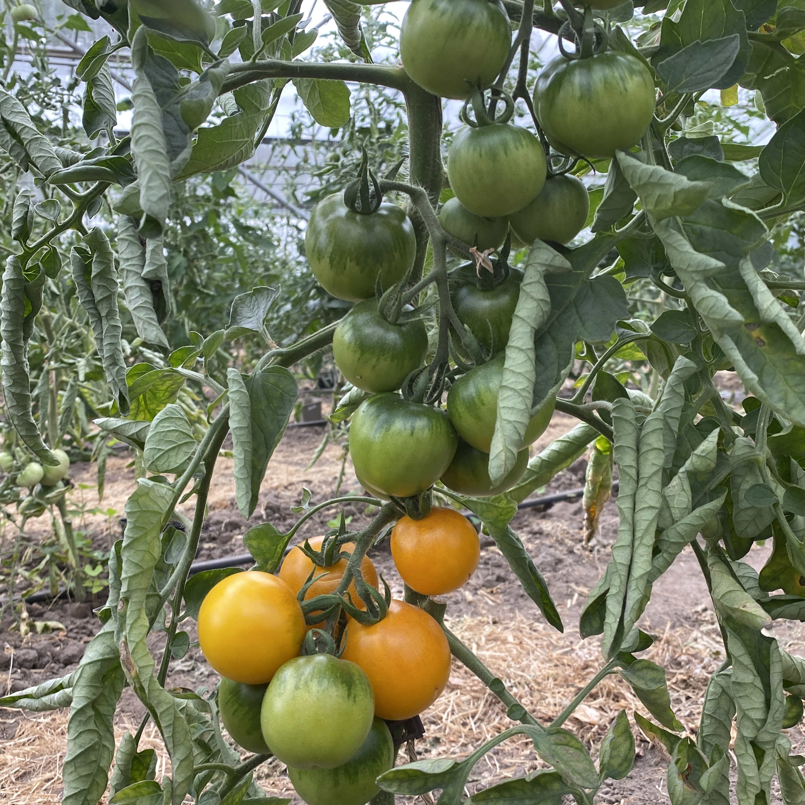 Tomatensaatgut Blondköpfchen