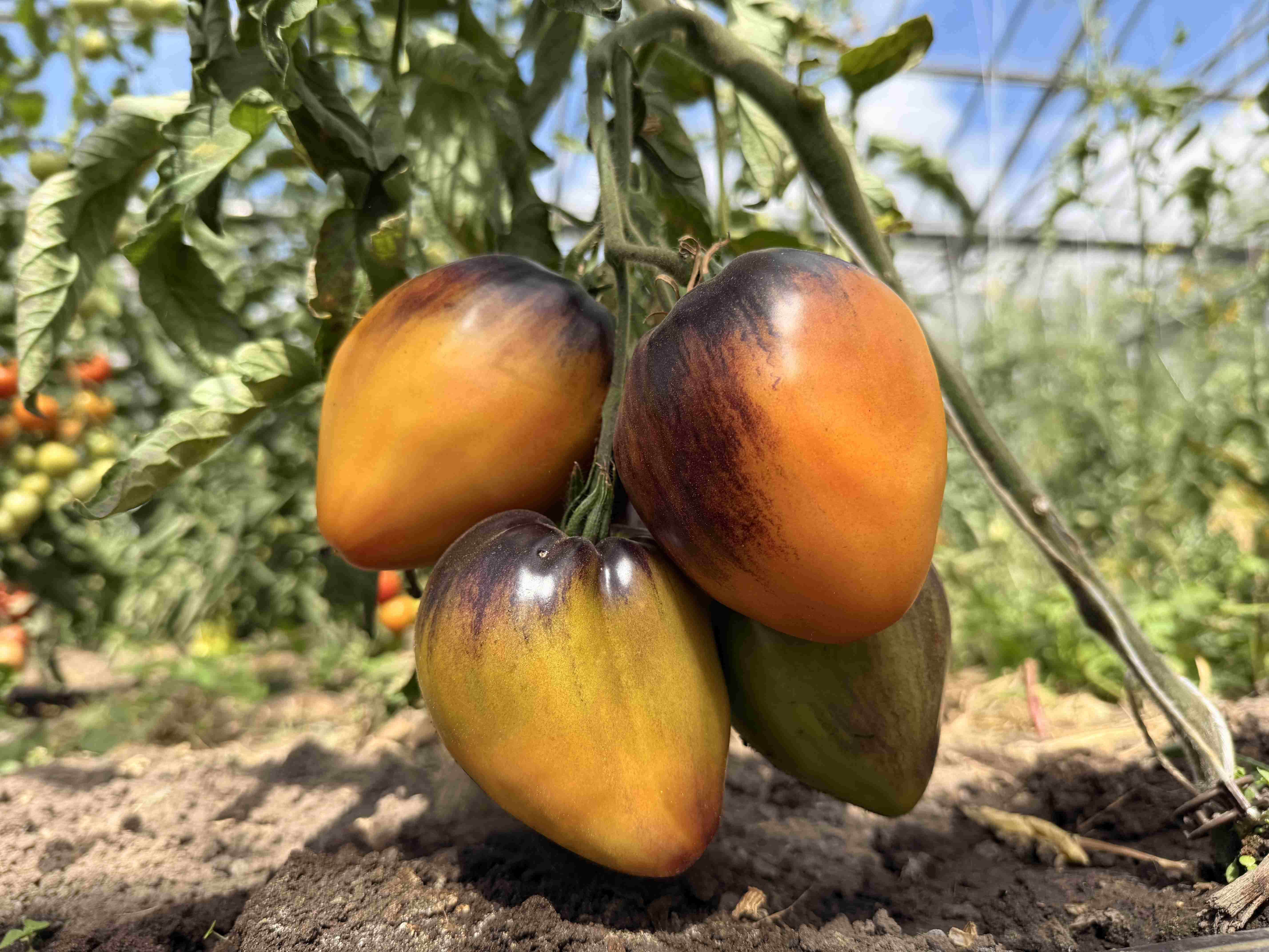 Tomatensaatgut Come Undone