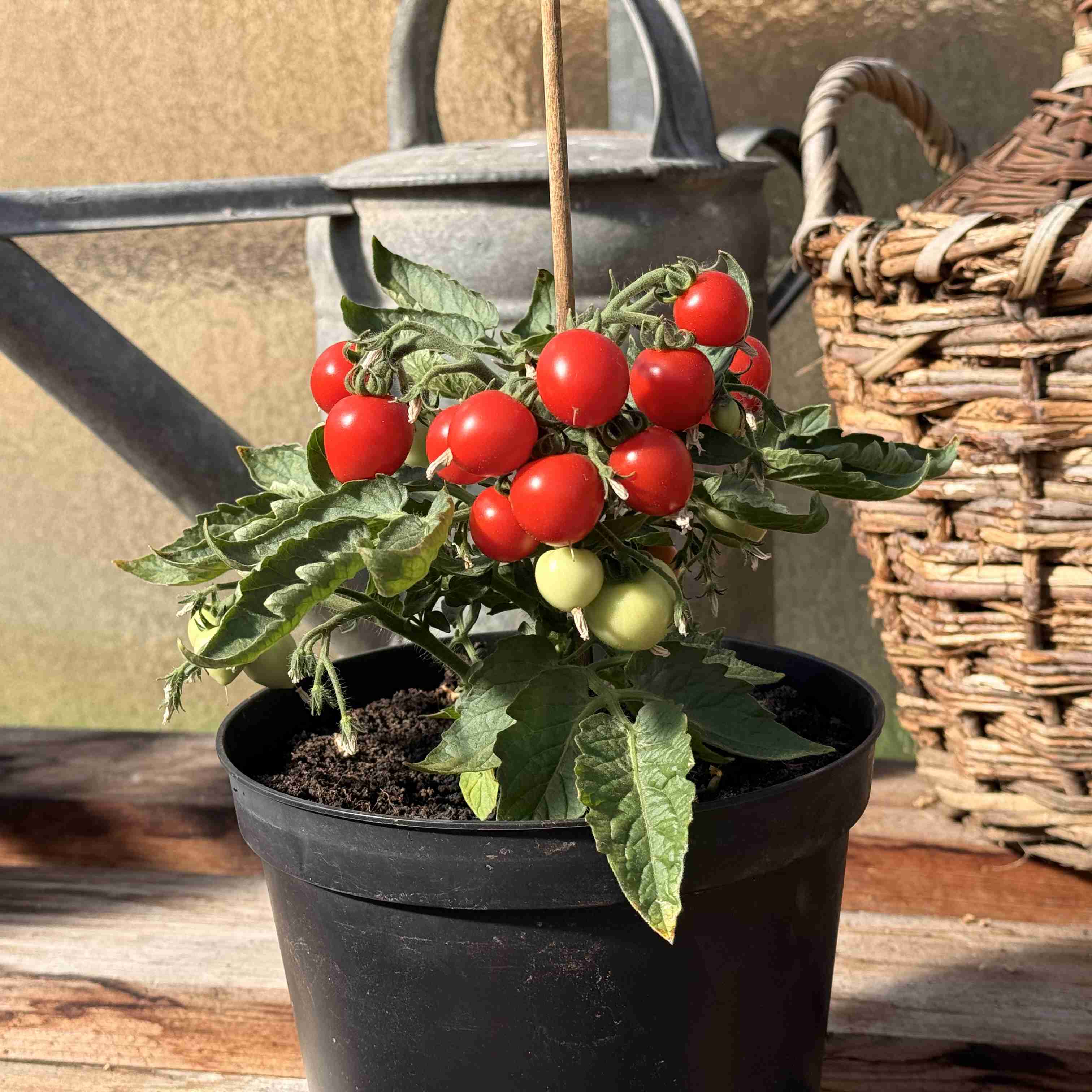 Tomatensaatgut Micro Tom
