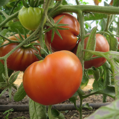 Rot/Braune Tomatenfrüchte
