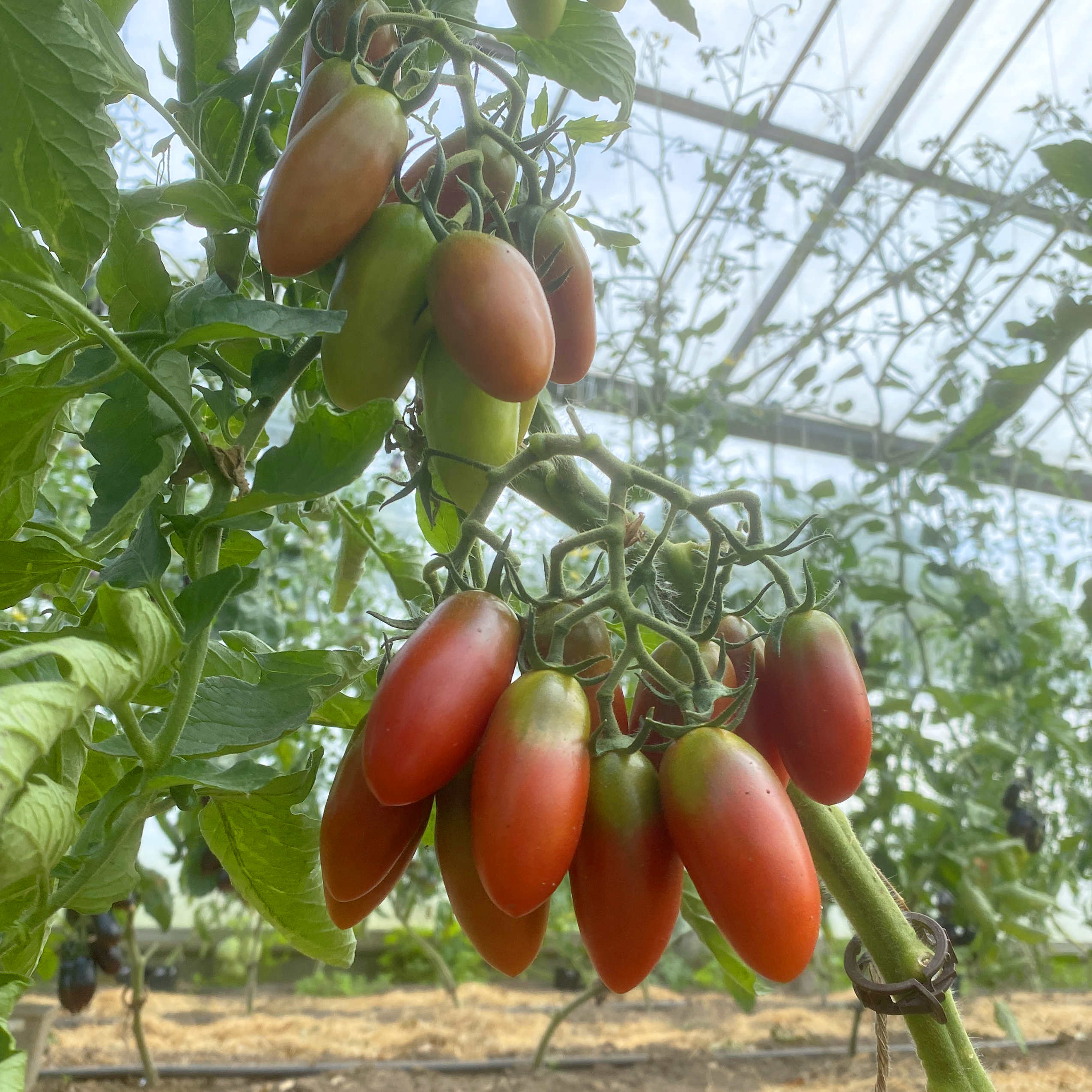 Tomatensaatgut Chilitomate