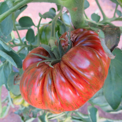 Alte Rot gestreifte Bio Tomatensorte
