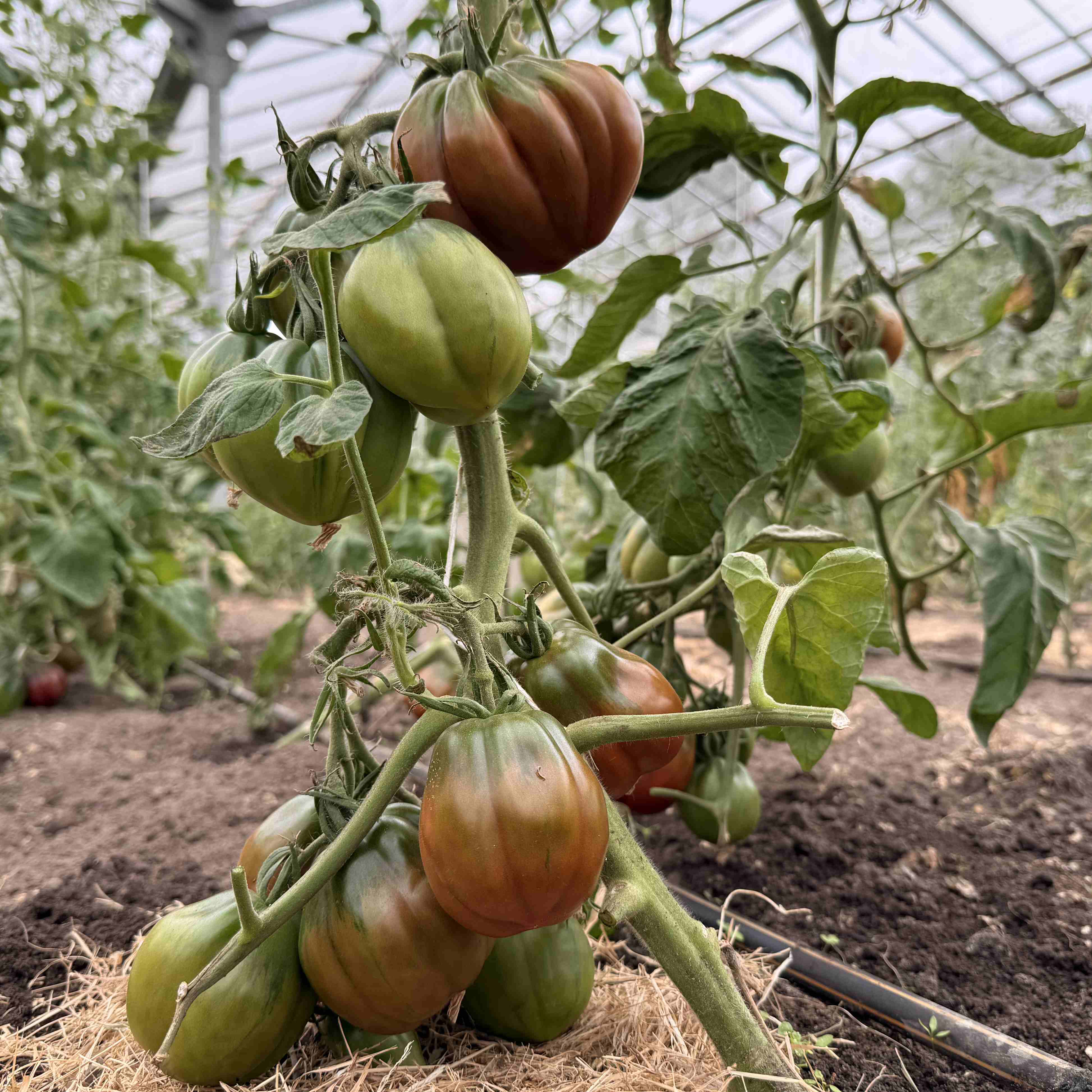 Tomatensaatgut Bordeaux