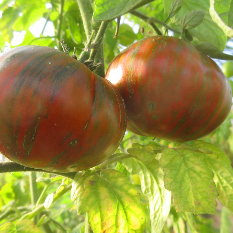 Braun gestreifte Tomatenpflanze