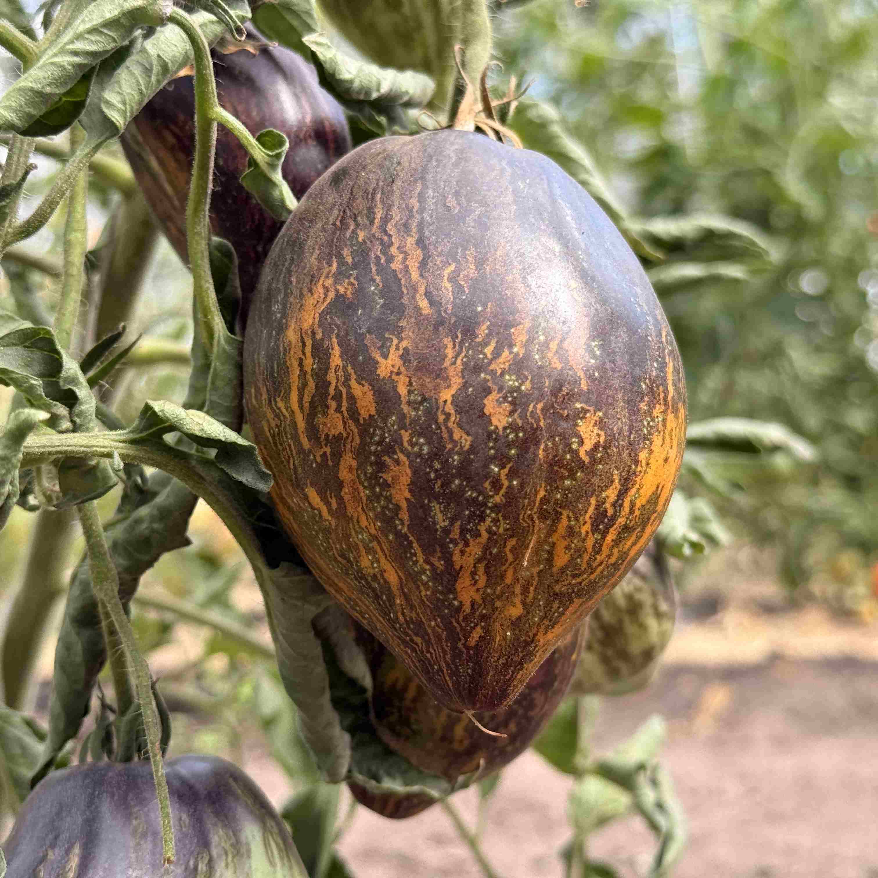 Tomatensaatgut Ochre Veil