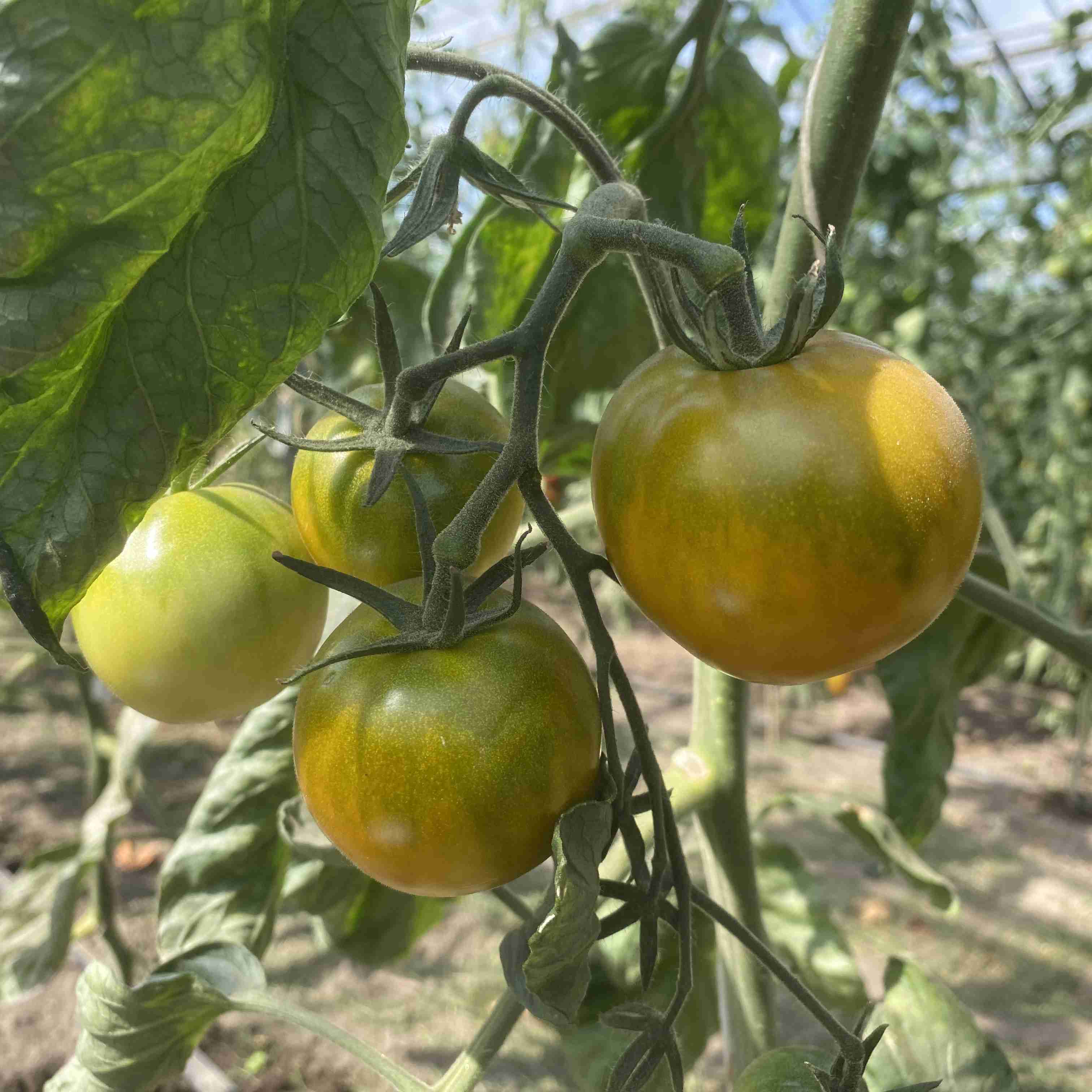 Tomatensaatgut Esmeralda Golosina