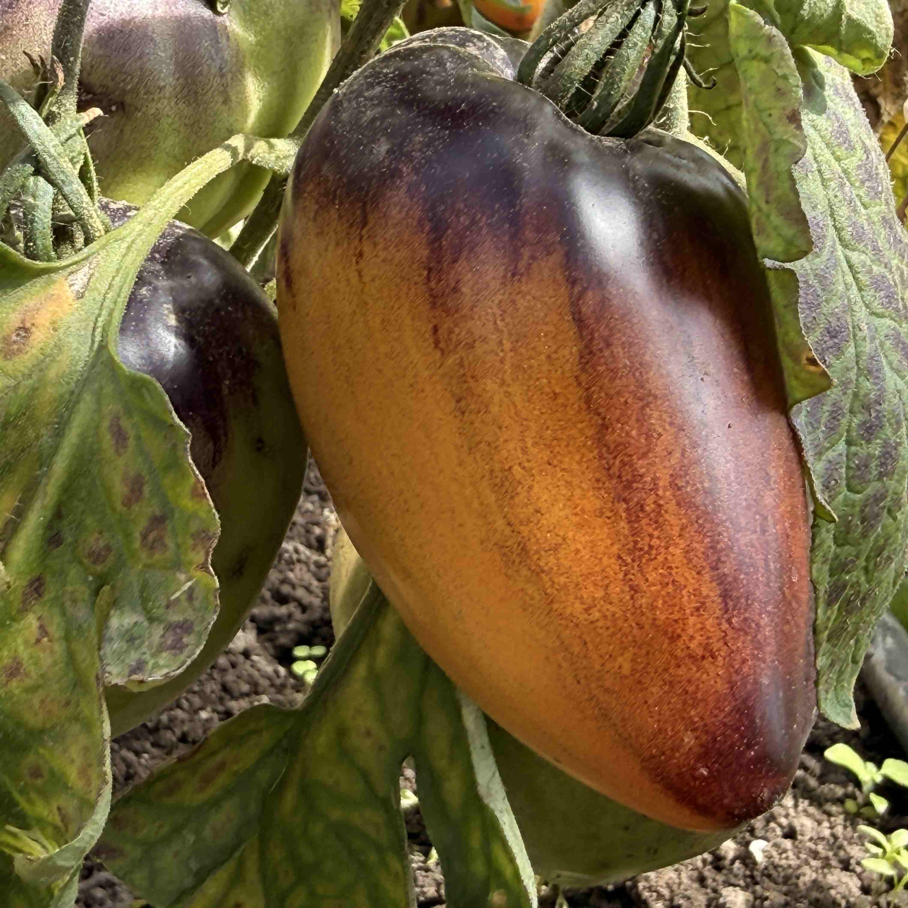 Tomatensaatgut Come Undone