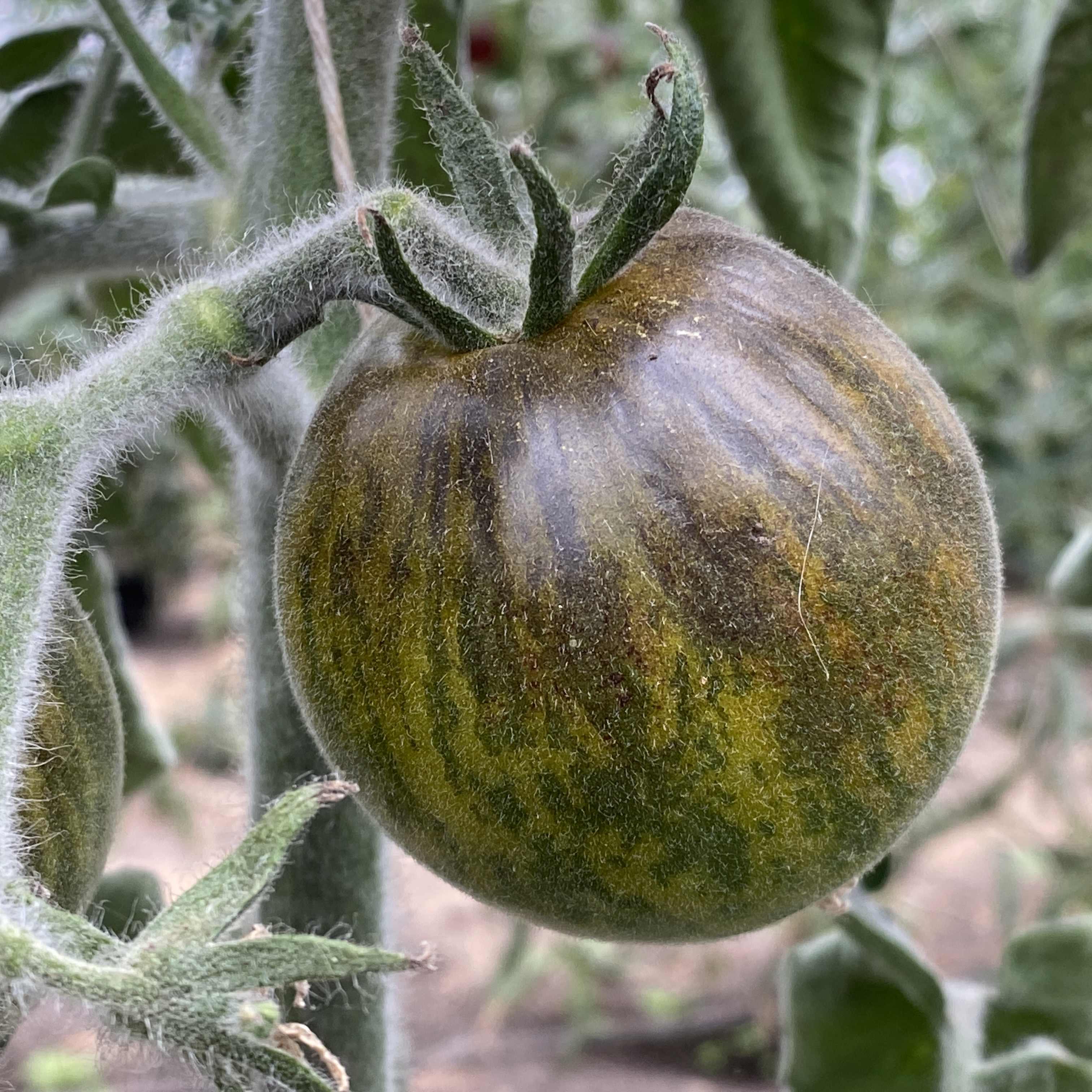 Tomatensaatgut Pride of Flanders Woolly