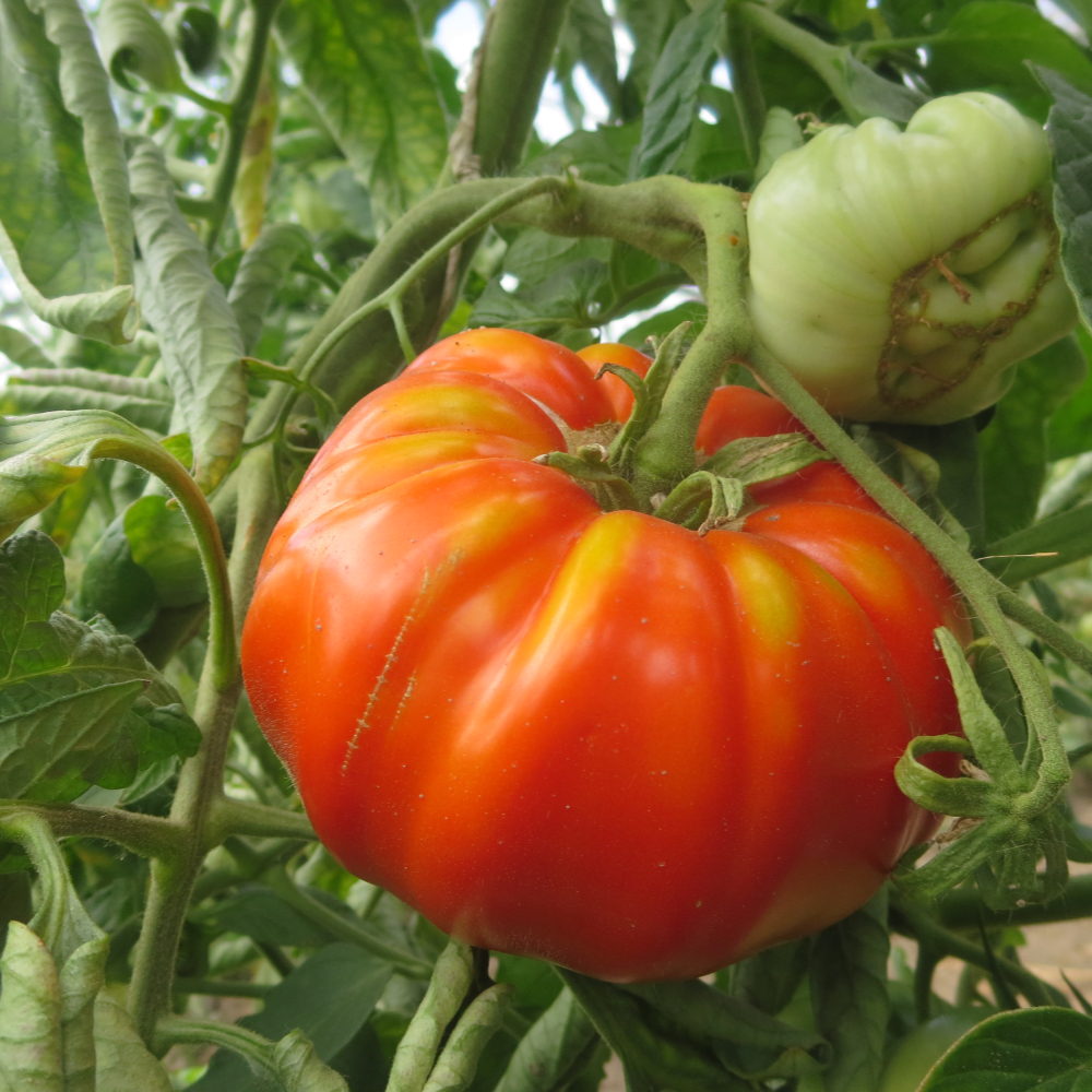 Rote Bio Tomate mit gelben streifen