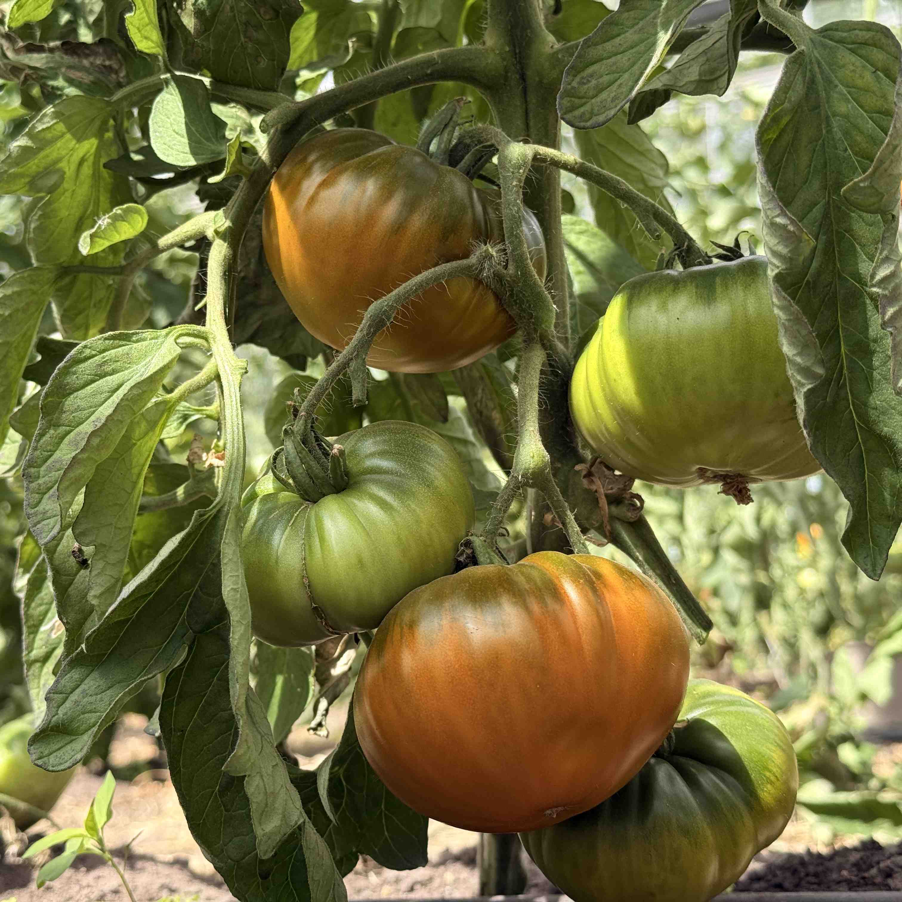Tomatensaatgut Bo Mango