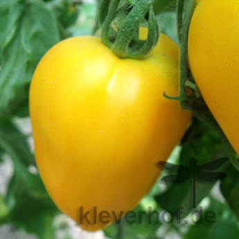 Gelbe Tomatenvielfalt