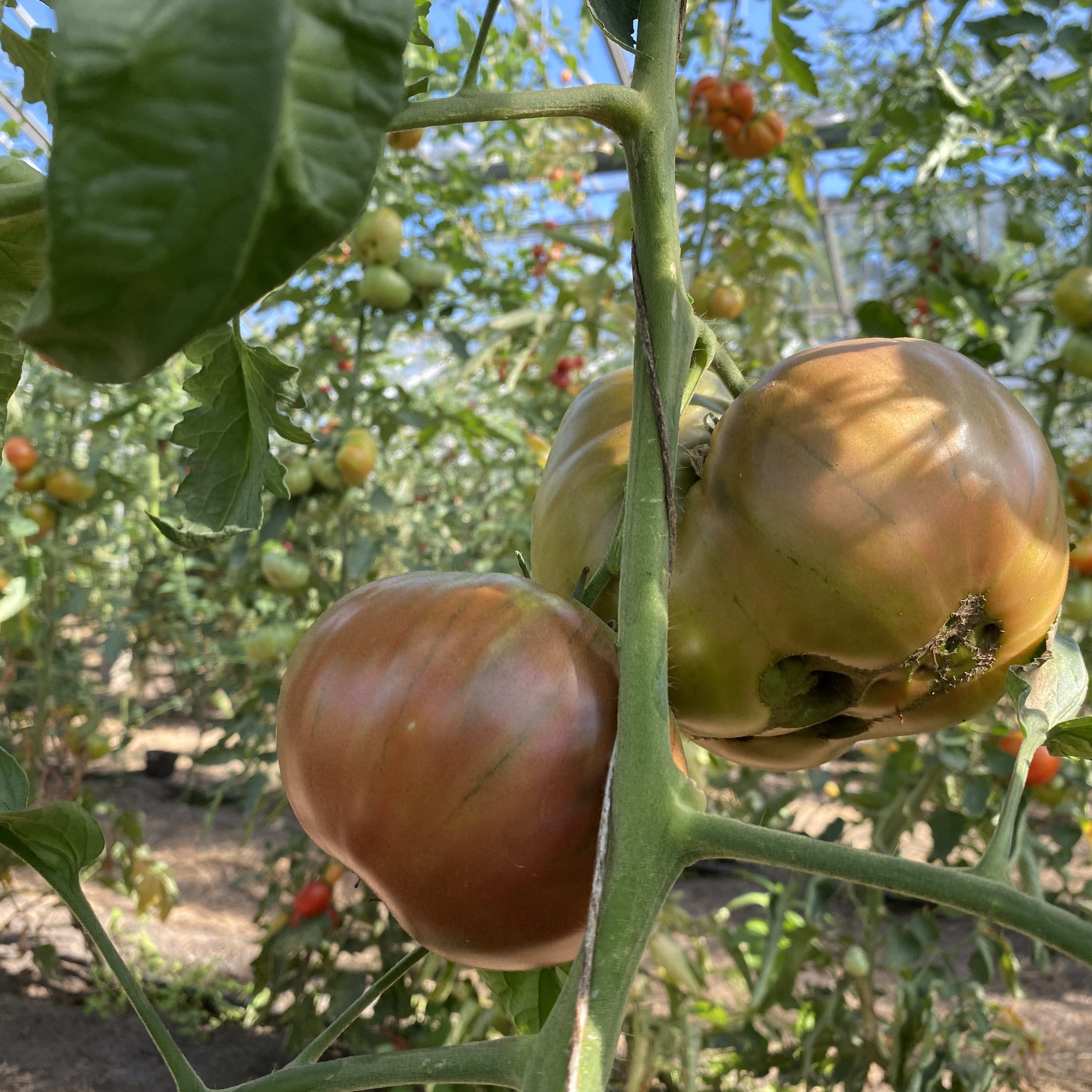 Tomatensaatgut Polaris