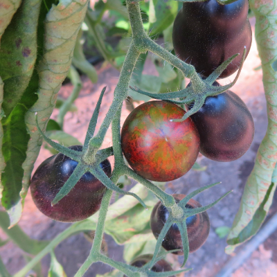 Rot/Blaue Tomatenrarität mit Grünen streifen