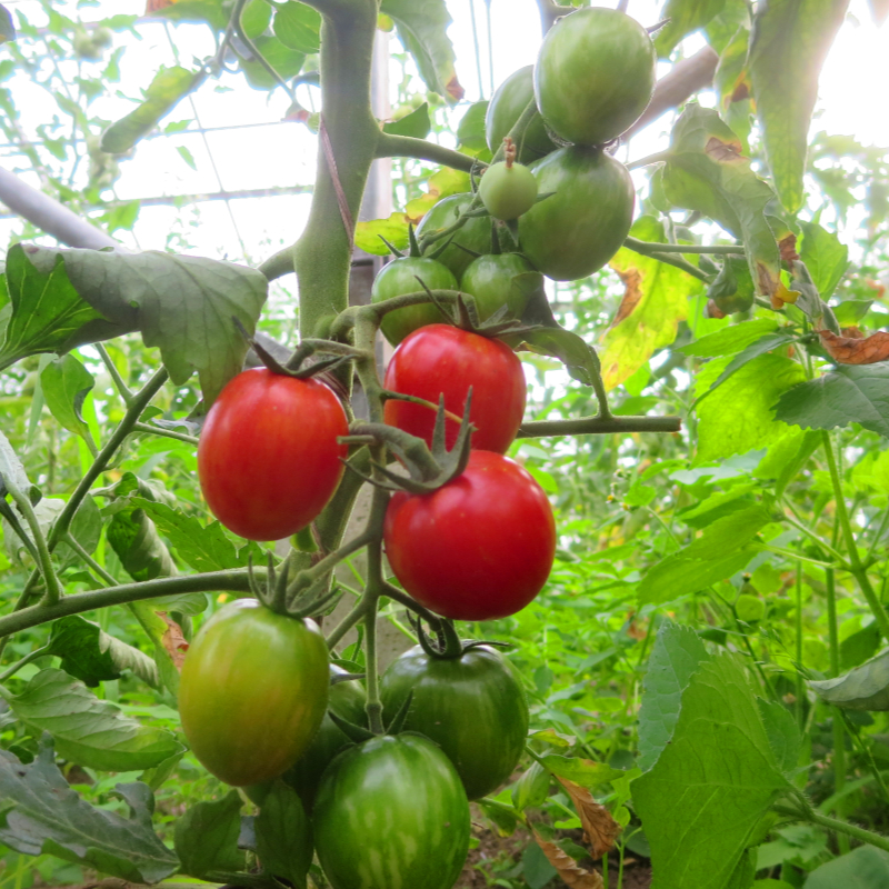 Pinke und Rote Tomatensorte mit Geschmack