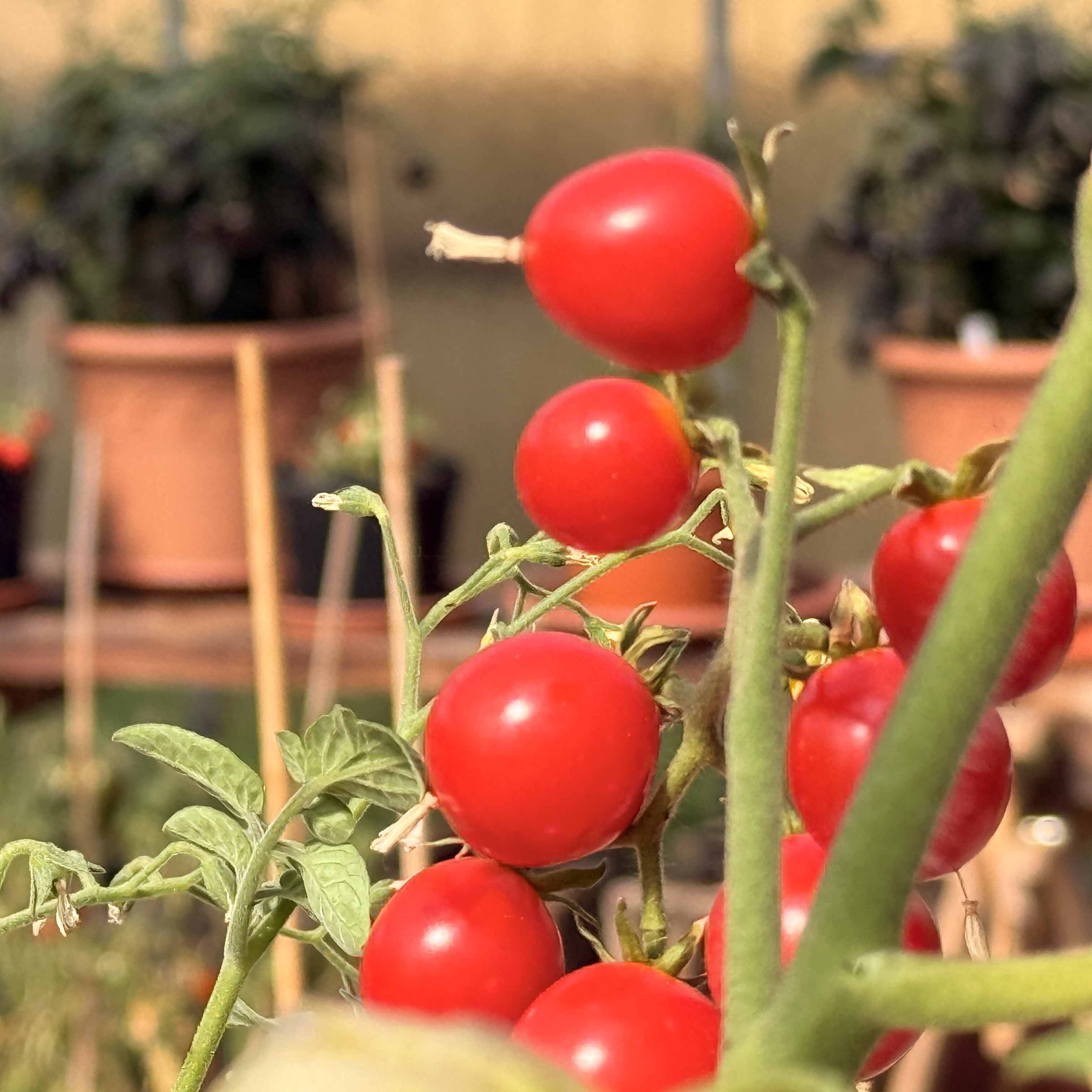 Tomatensaatgut Red Robin
