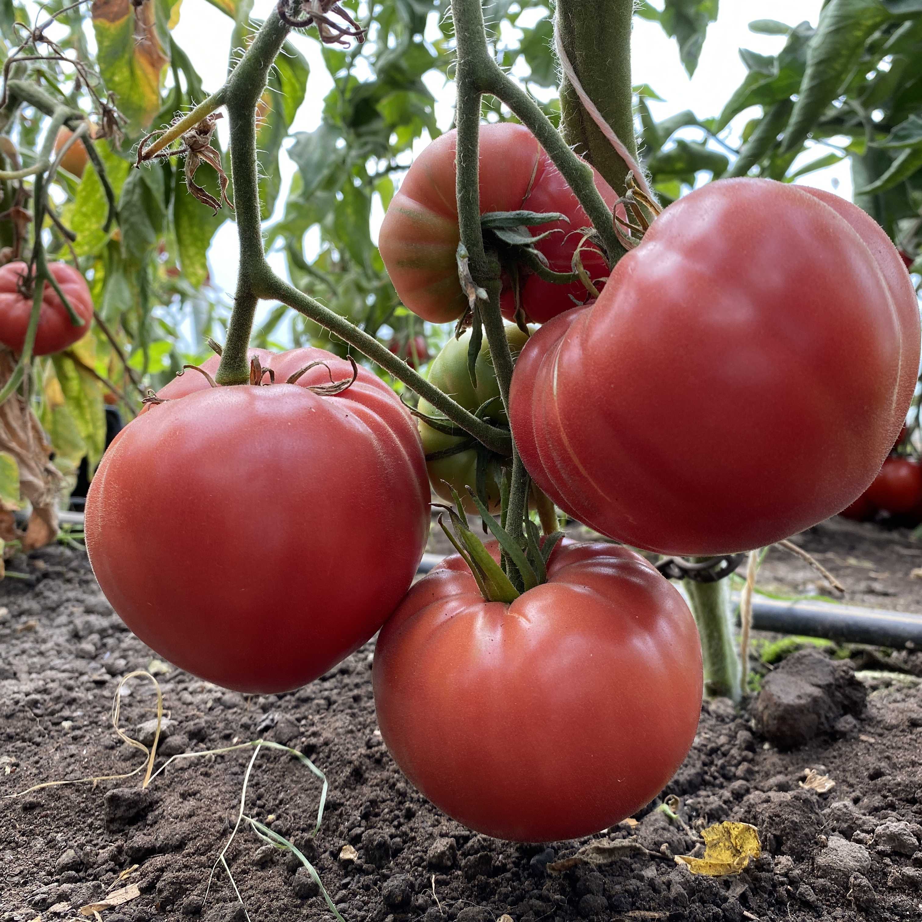 Tomatensaatgut Chianty Rosé