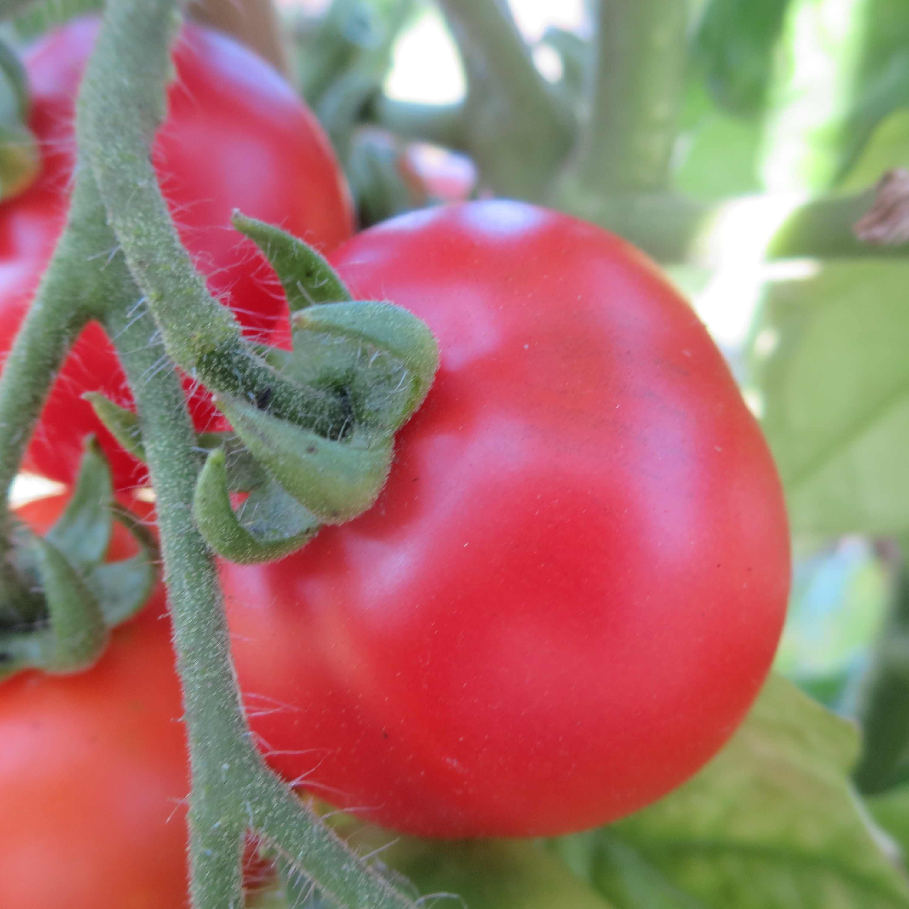 Tomaten saatgut alte sorten - Der Gewinner 