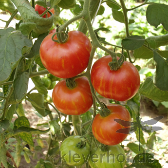 Rote Geschmackvolle Bio tomatenfrüchte
