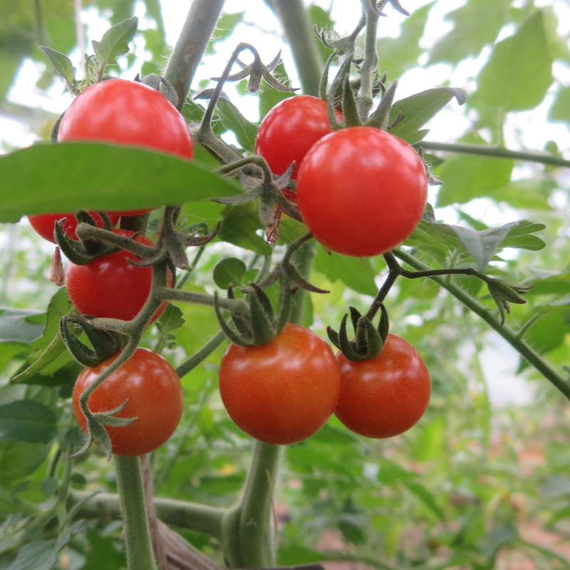 Rote schöne cherry Tomatensorte 