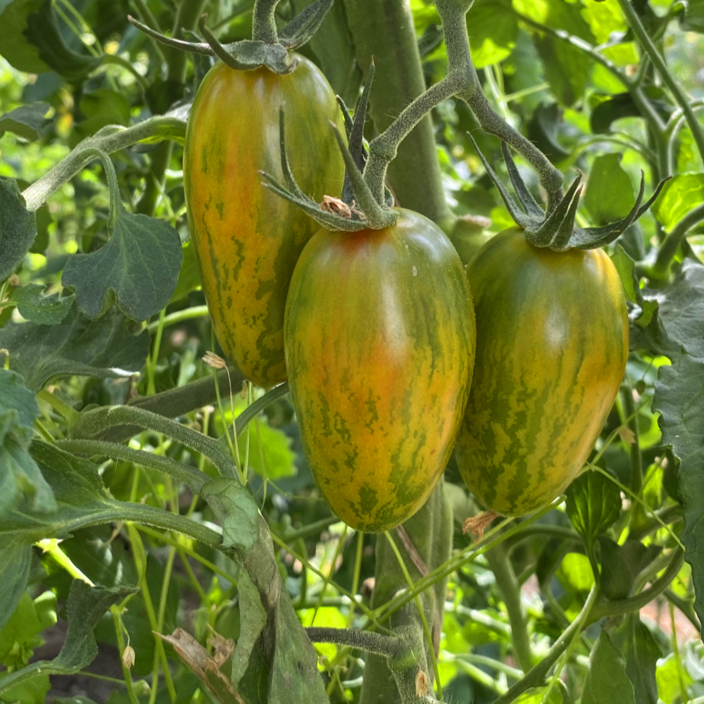 Gelb/Grüngestreifte Tomatenvielfalt