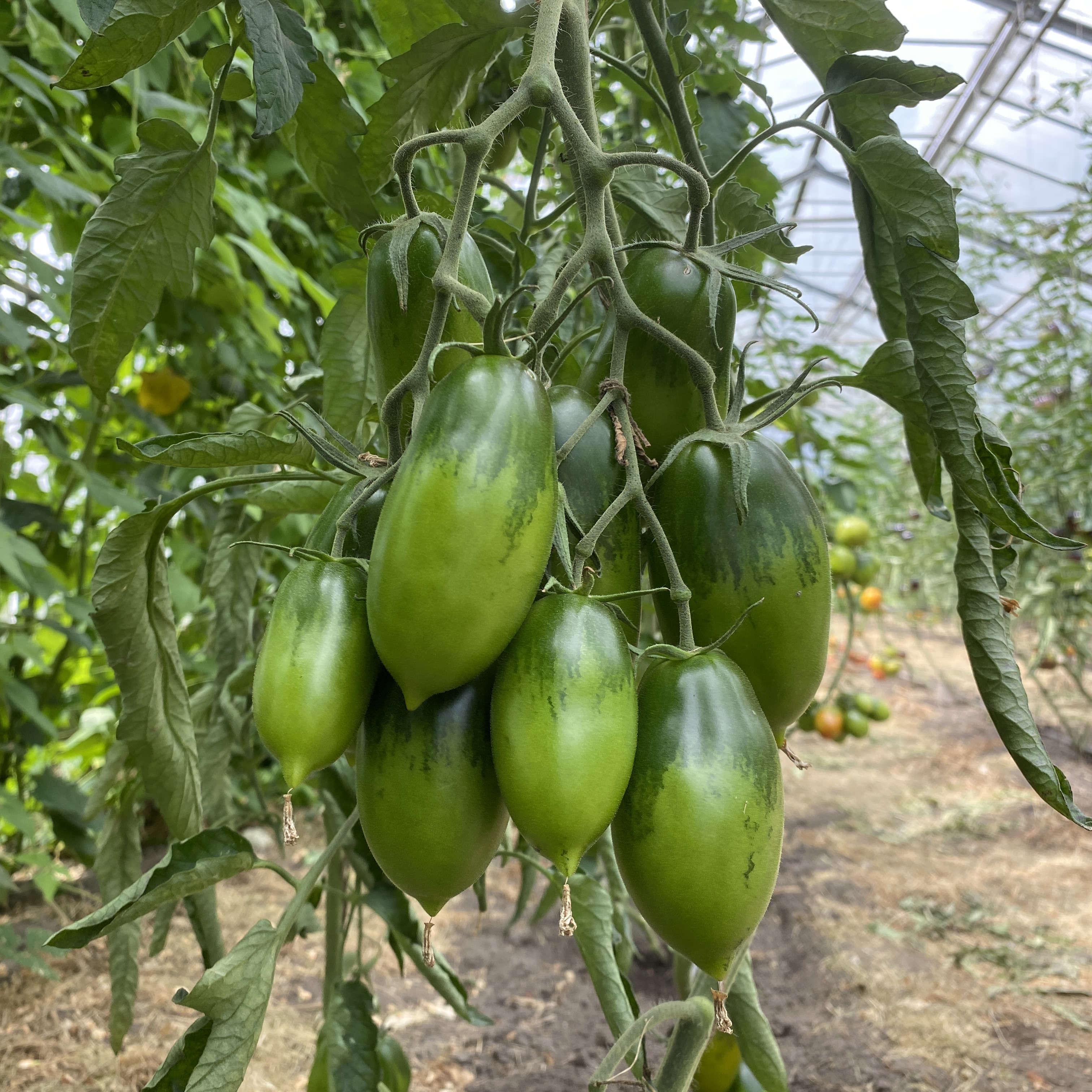 Tomatensaatgut Green Icicle