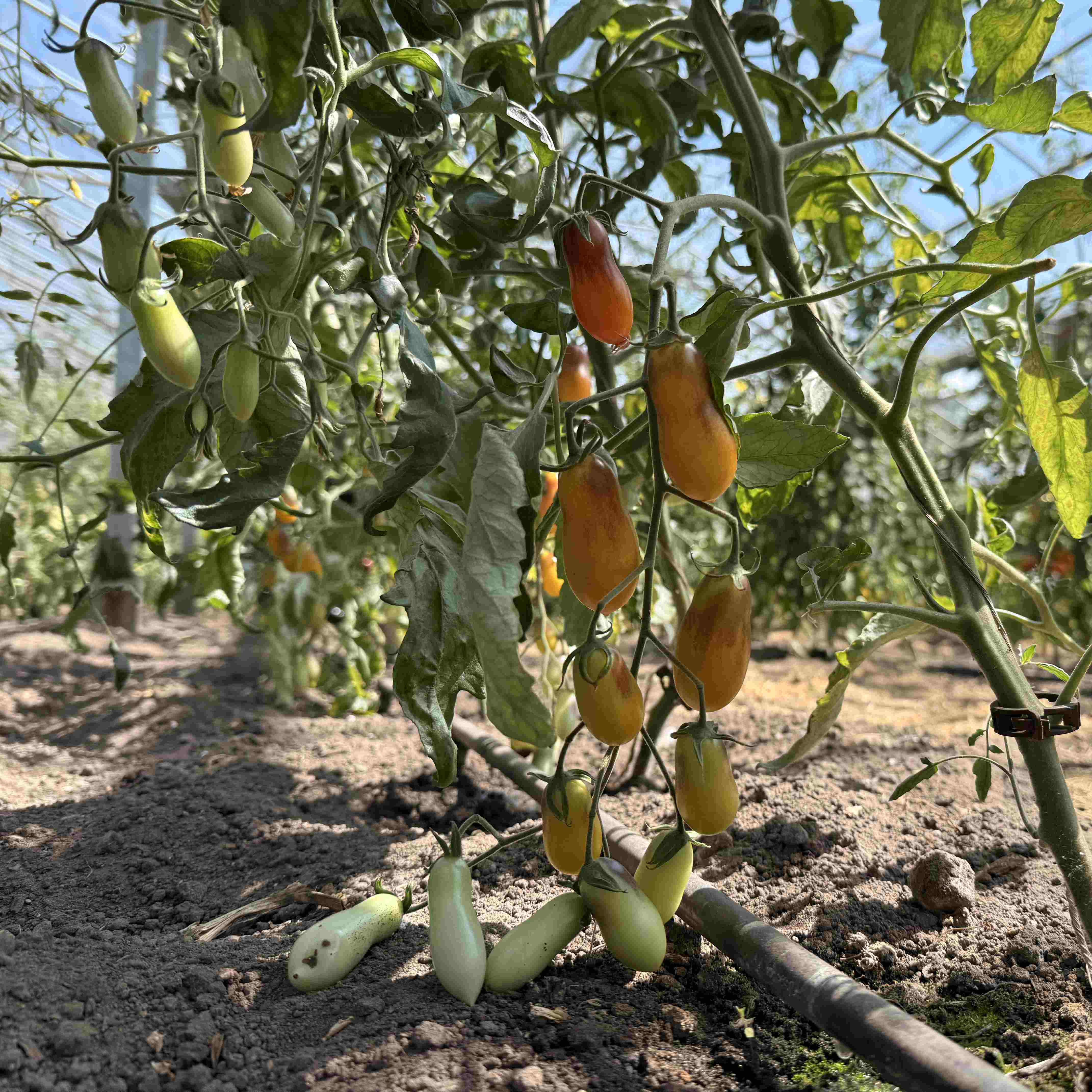 Tomatensaatgut Indigo Kumquat