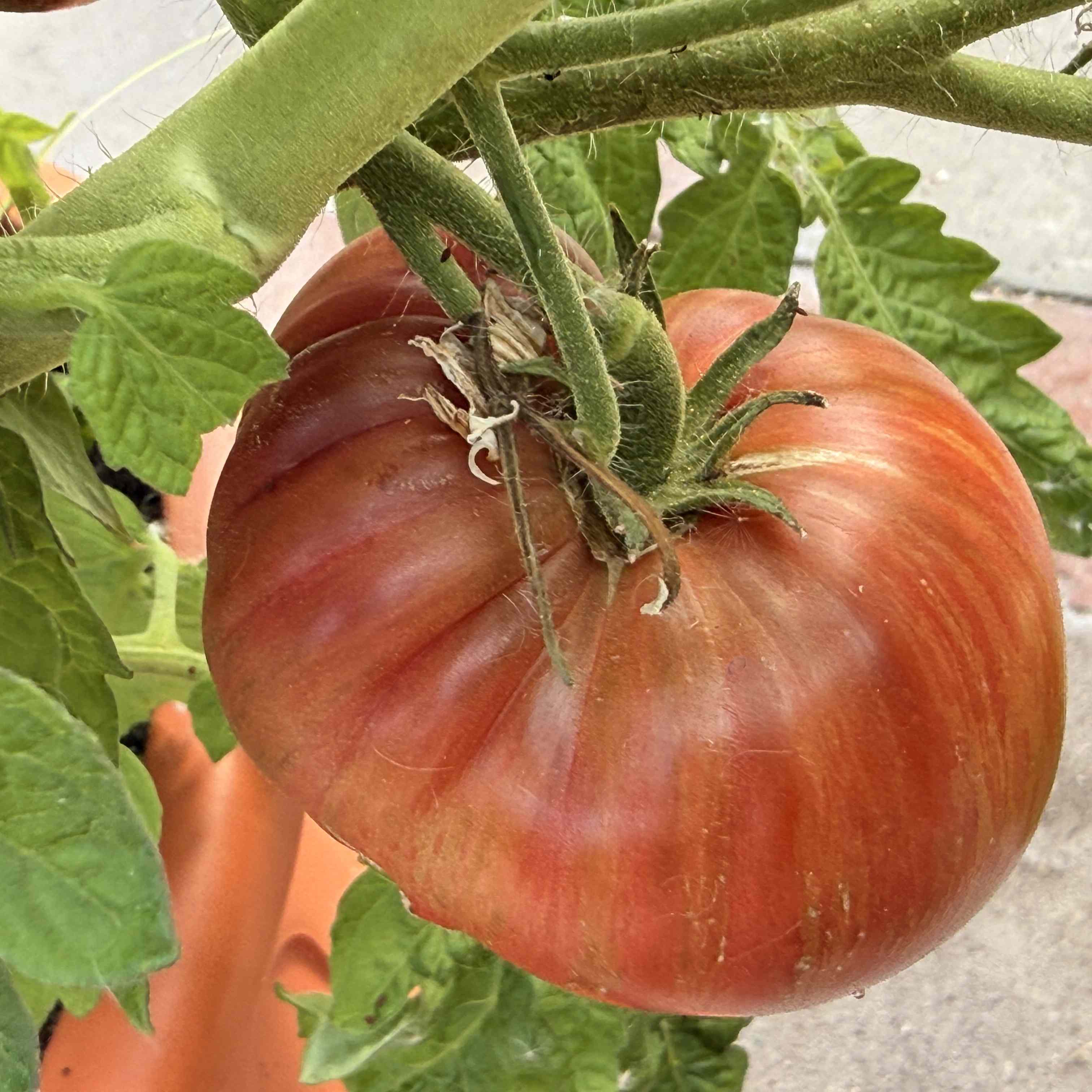 Tomatensaatgut Adelaide Festival