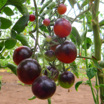 Rot/Violette tomatenfrucht