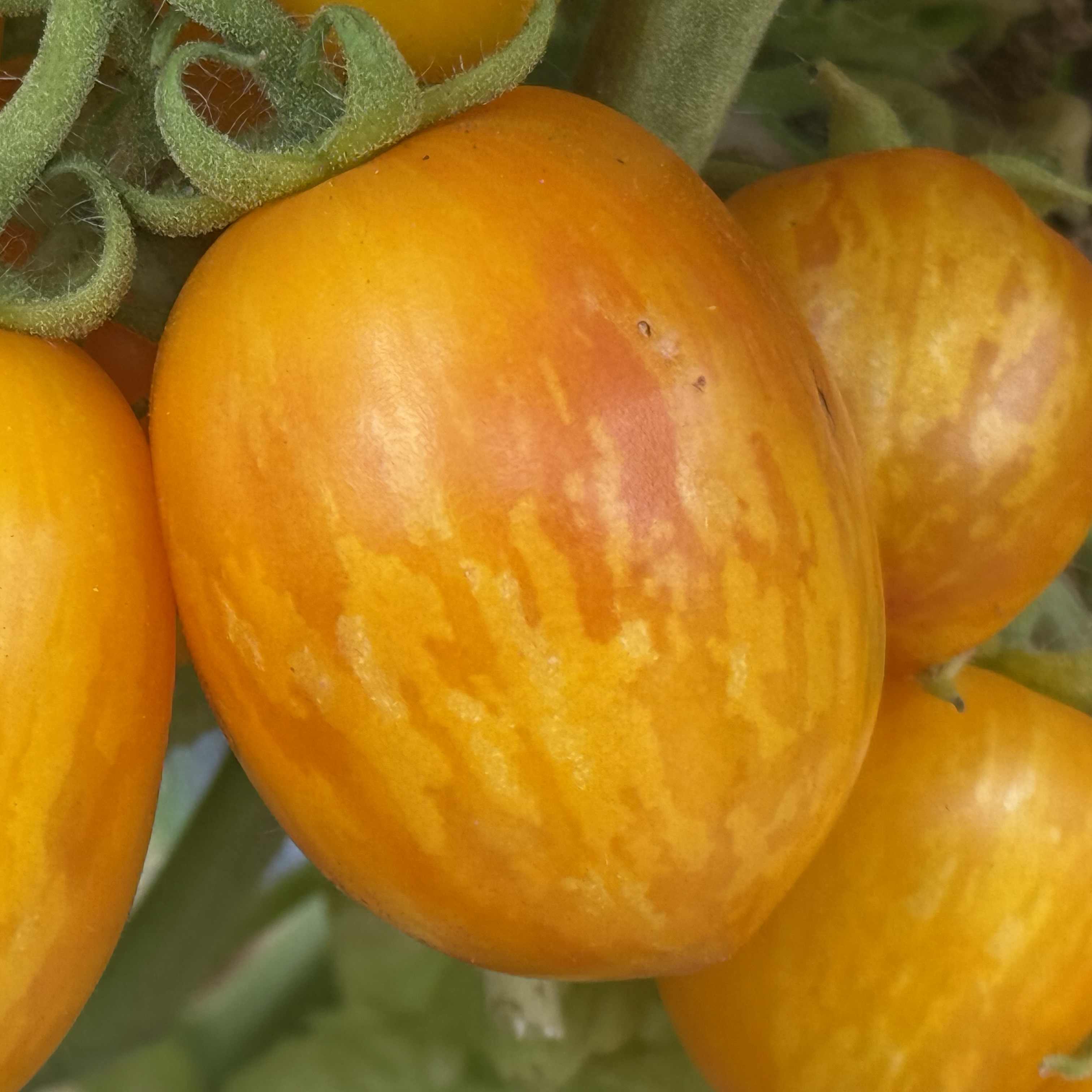 Tomatensaatgut Tigerette Cherry Tomatensaatgut Tigerette Cherry