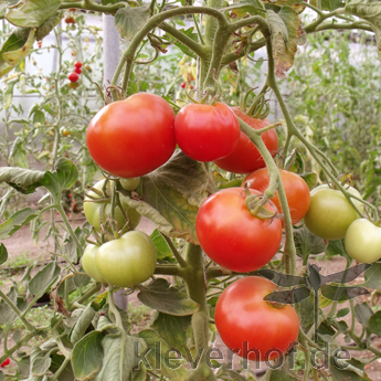 Prachvolle Rote Tomatenvielfalt