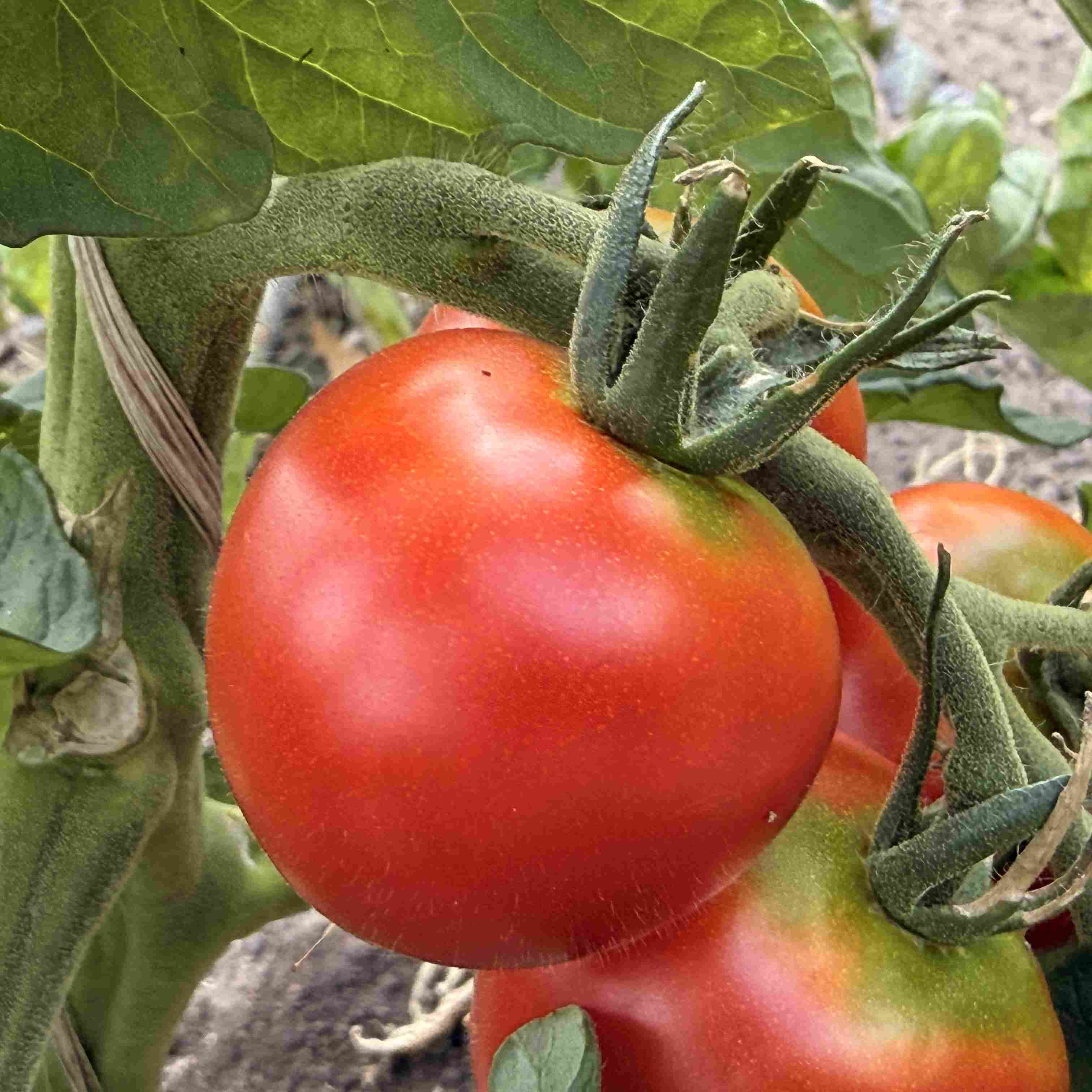 Tomatensaatgut Ruthje