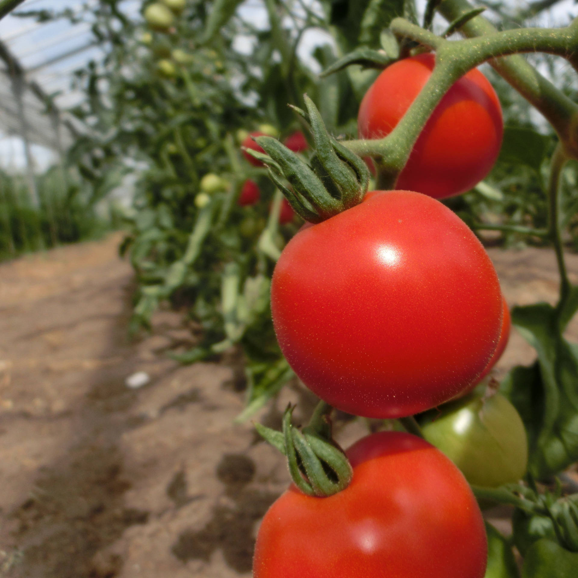 Tomatensaatgut Harzfeuer