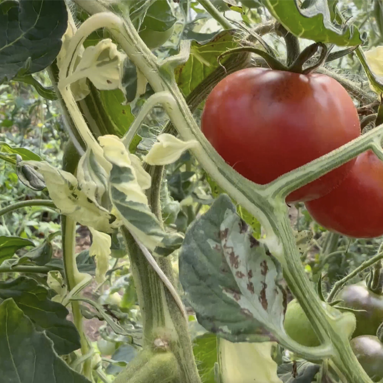 Tomatensaatgut E-Pørl Rosa
