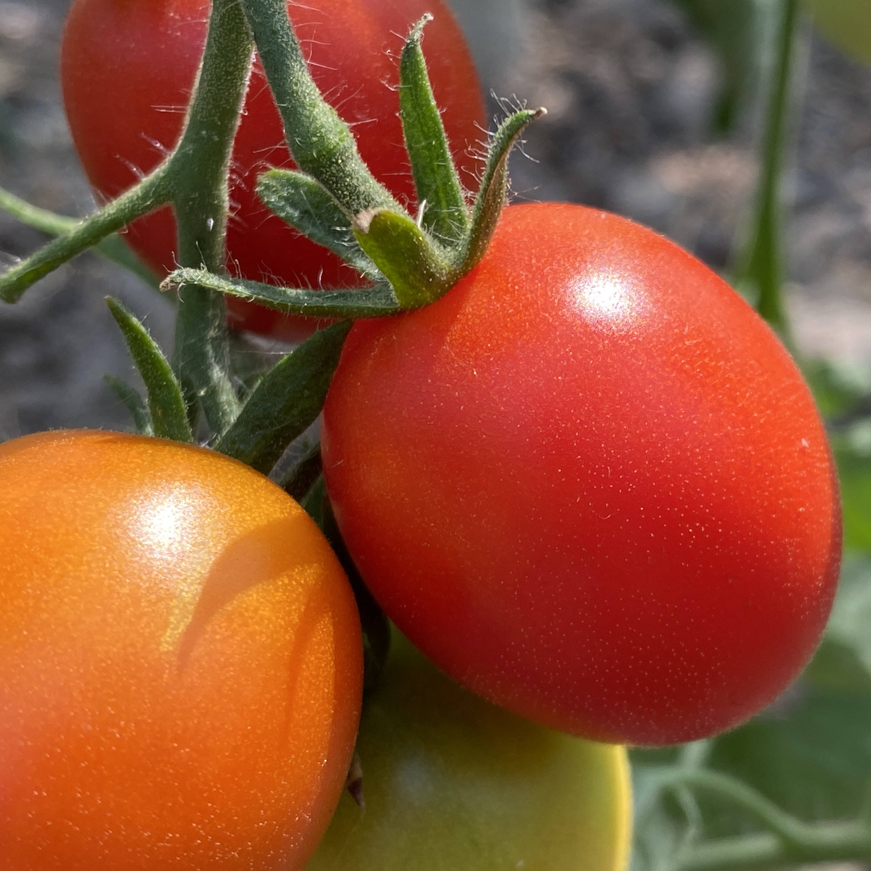 Tomatensaatgut Clarita