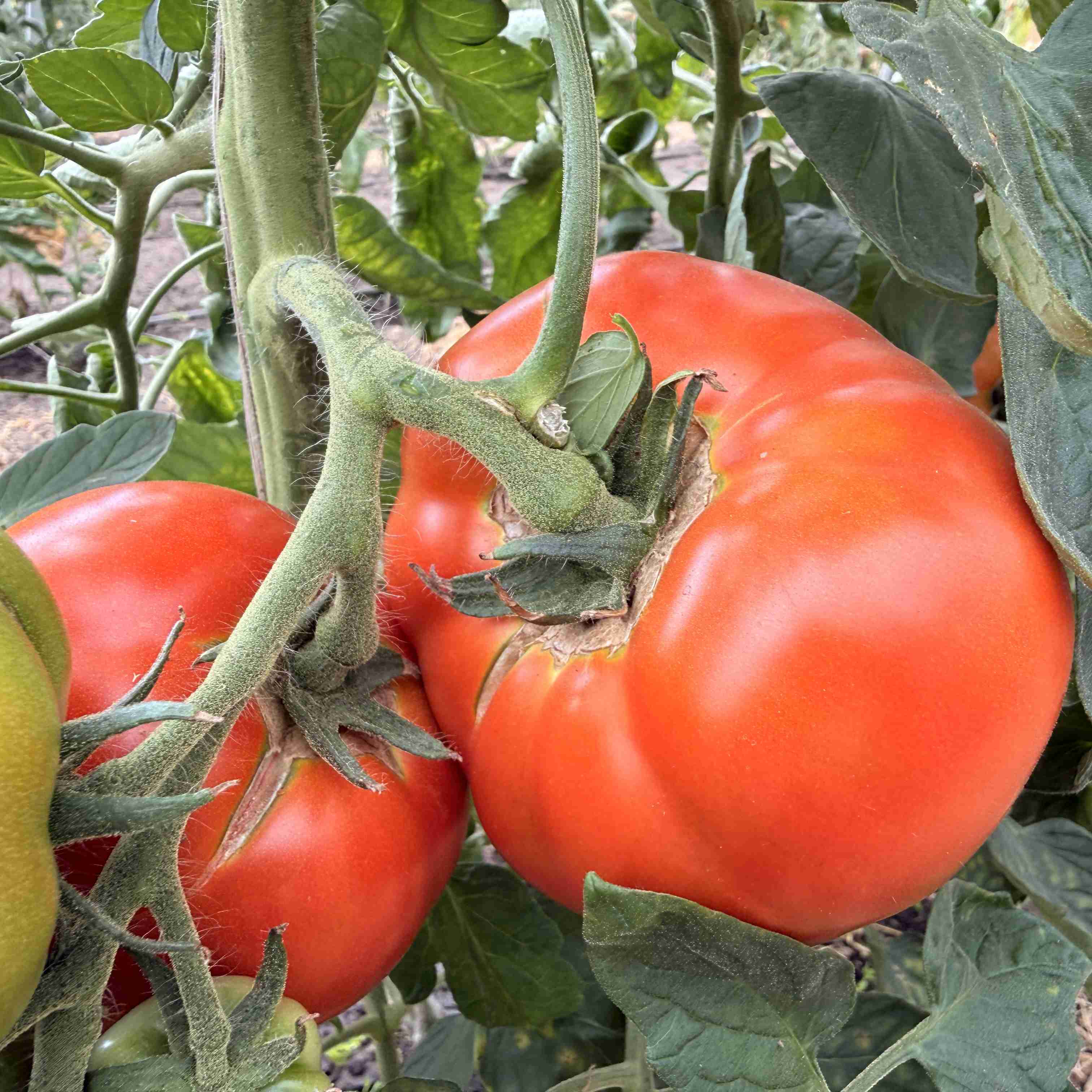 Tomatensaatgut Tres Cantos