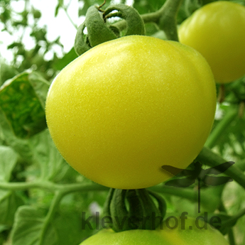 Weiße und Gelbe Tomatenfrucht