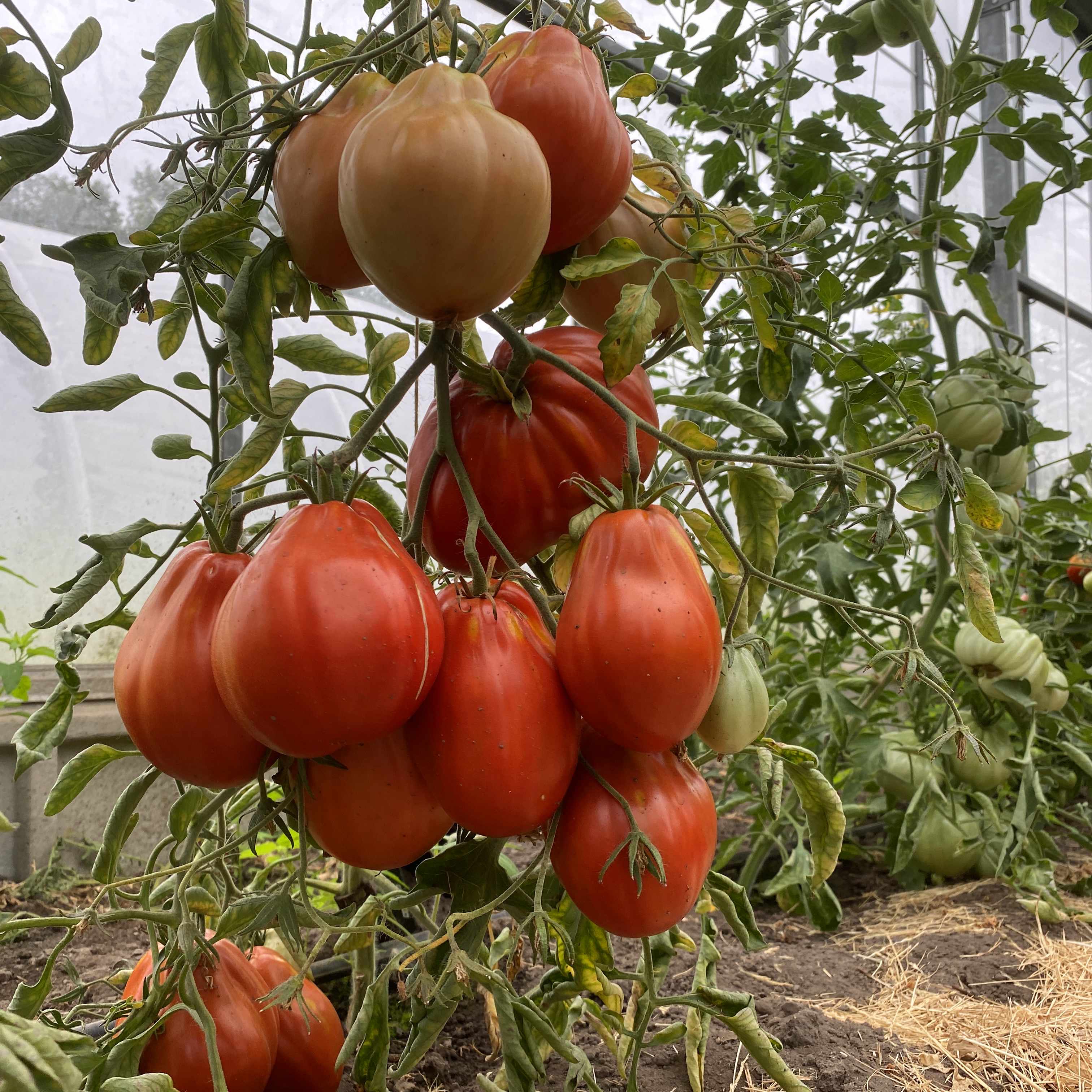 Tomatensaatgut Ochsenherz