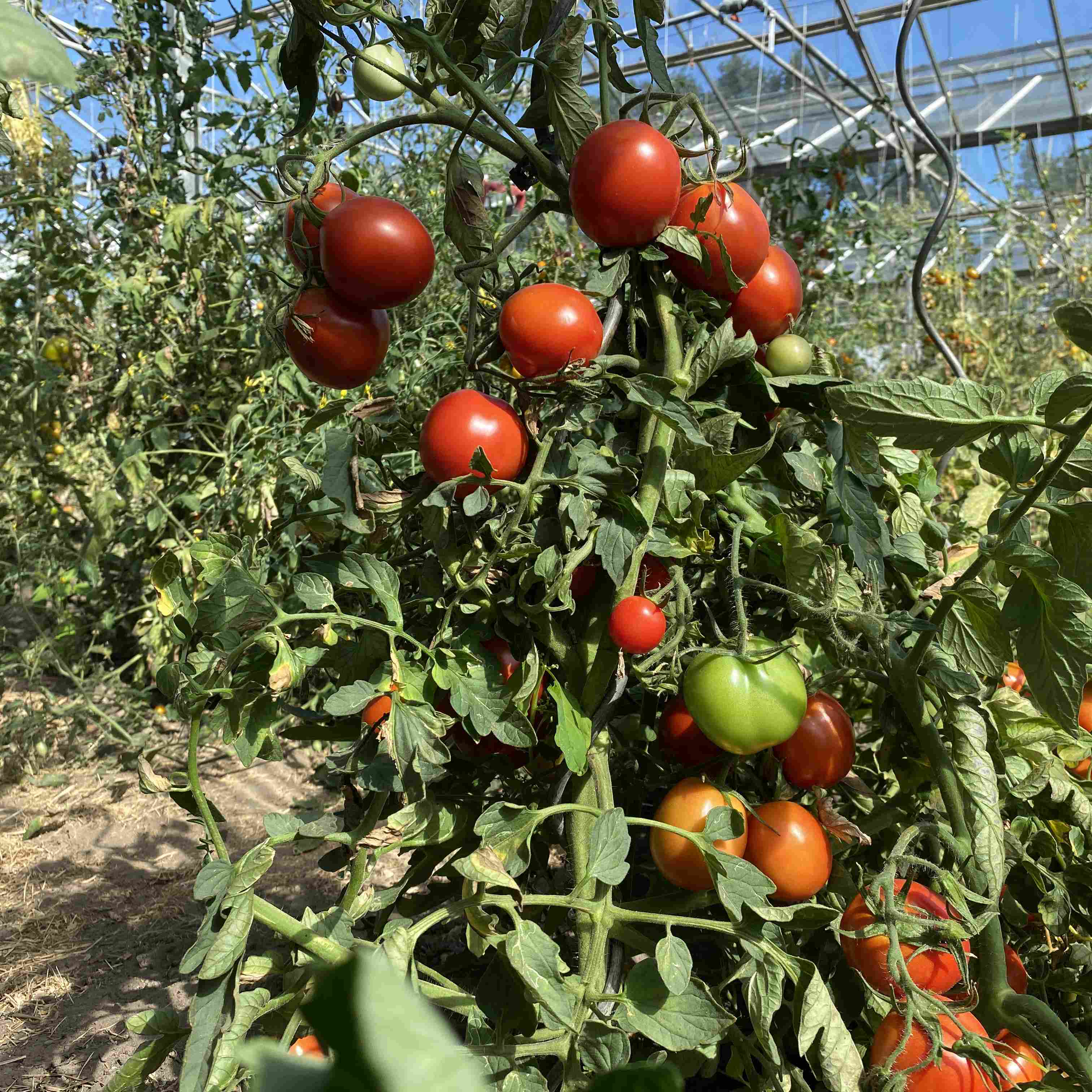 Tomatensaatgut Uta