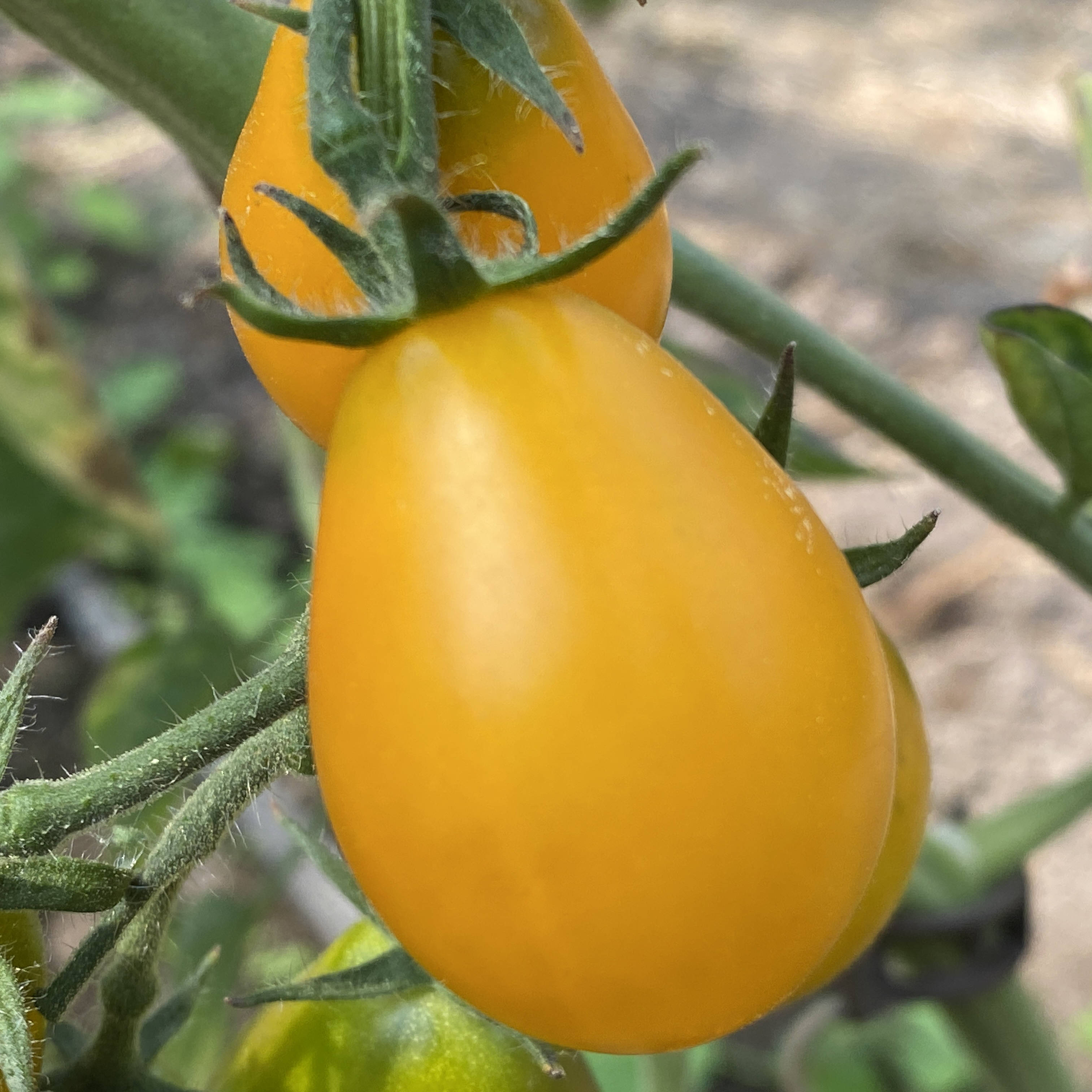 Tomatensaatgut Gelbe Birne