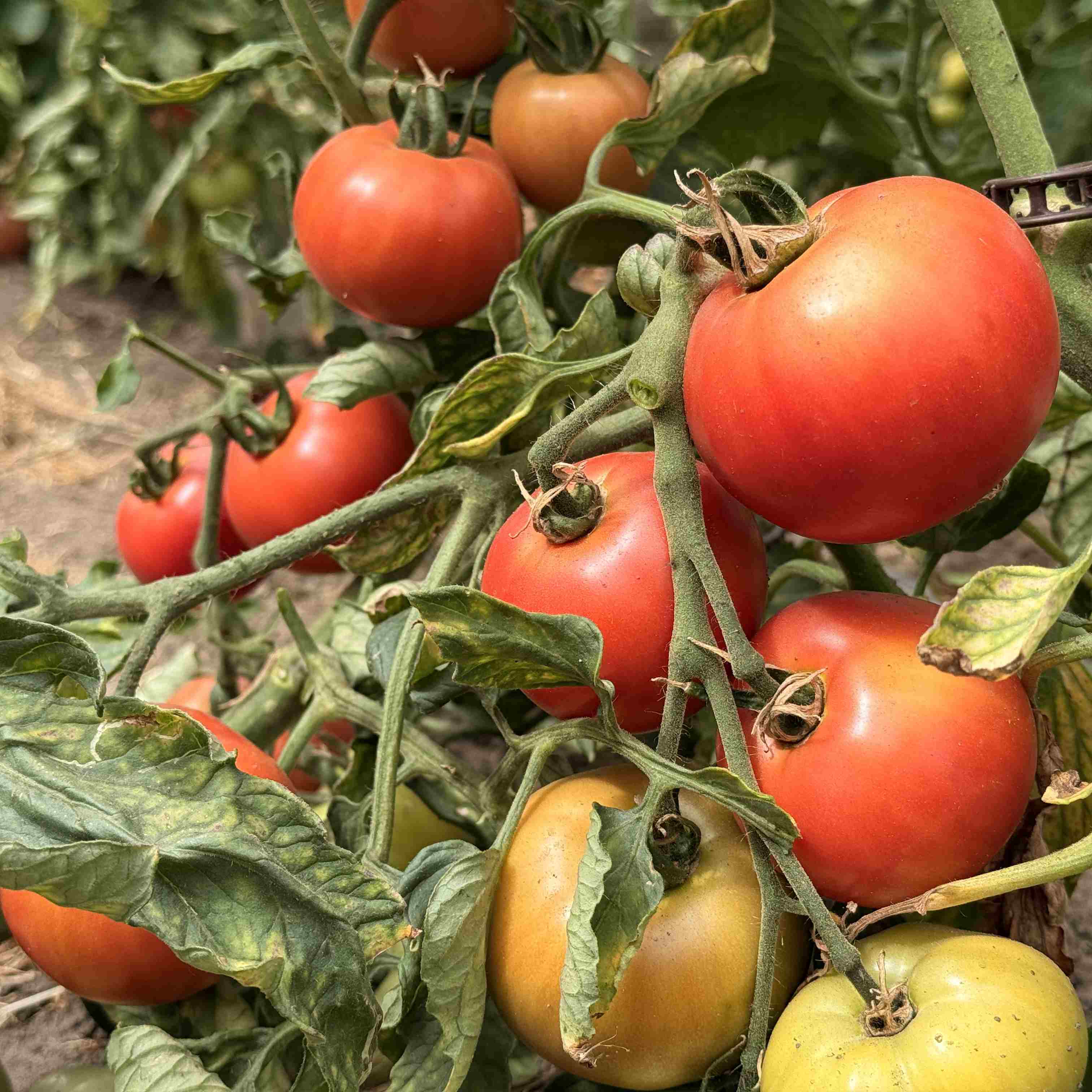 Tomatensaatgut Rutgers