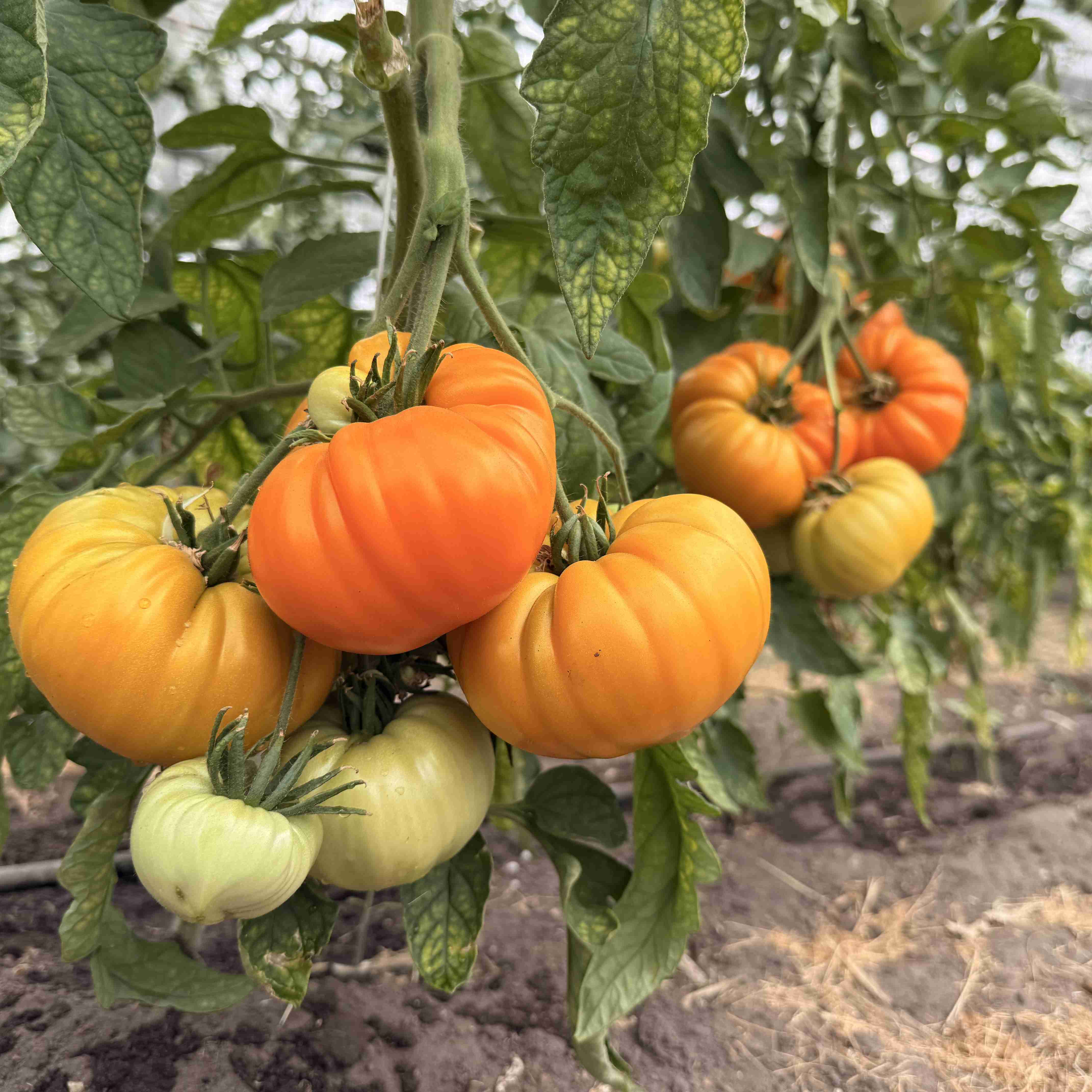 Tomatensaatgut Orange Strawberry