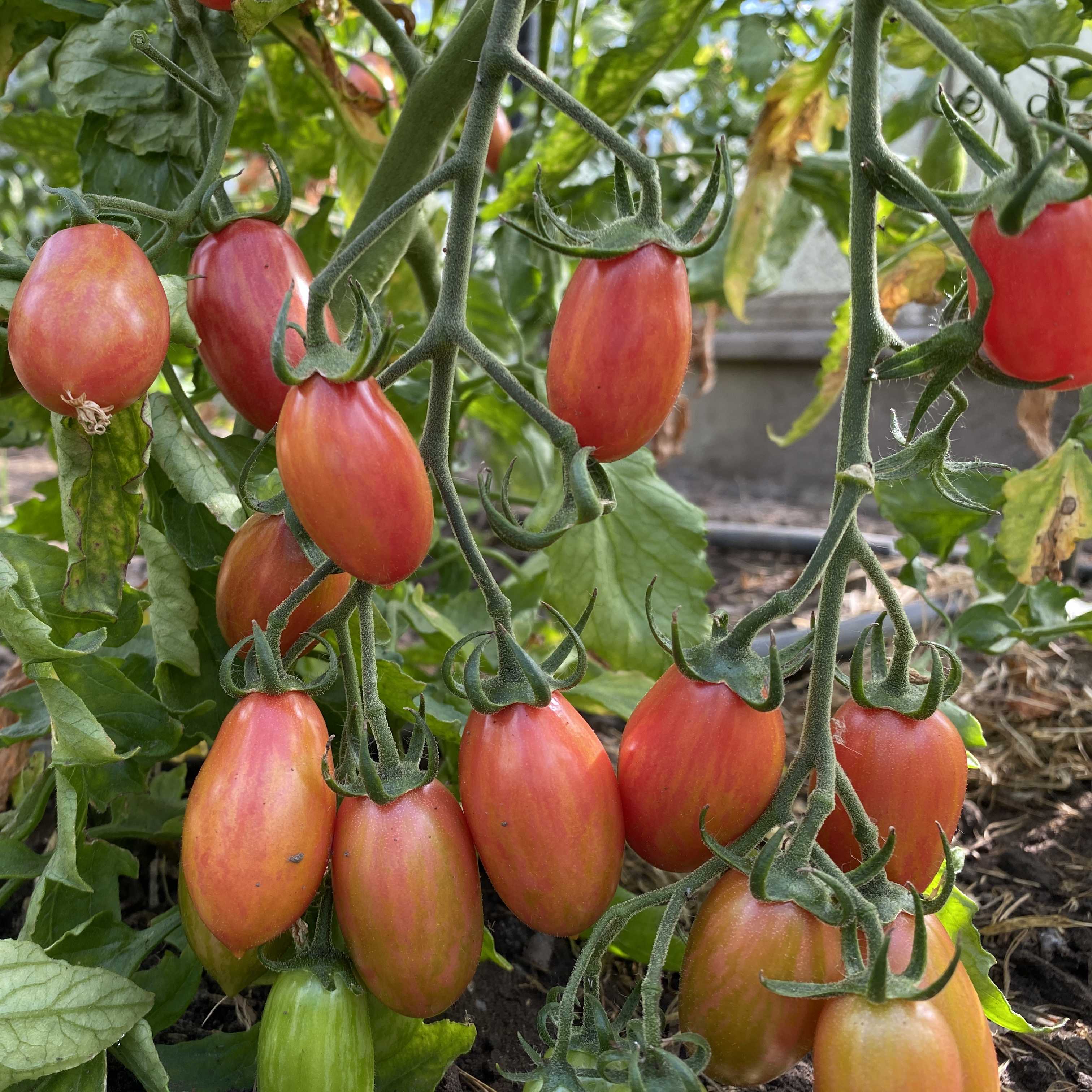 Tomatensaatgut Maglia Rosa
