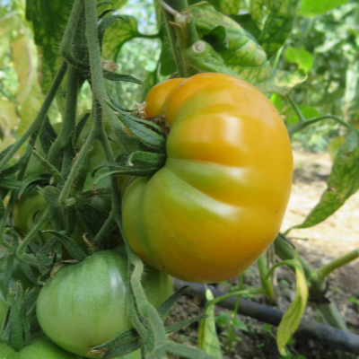 Grüne und Gelbe Tomatenpflanze