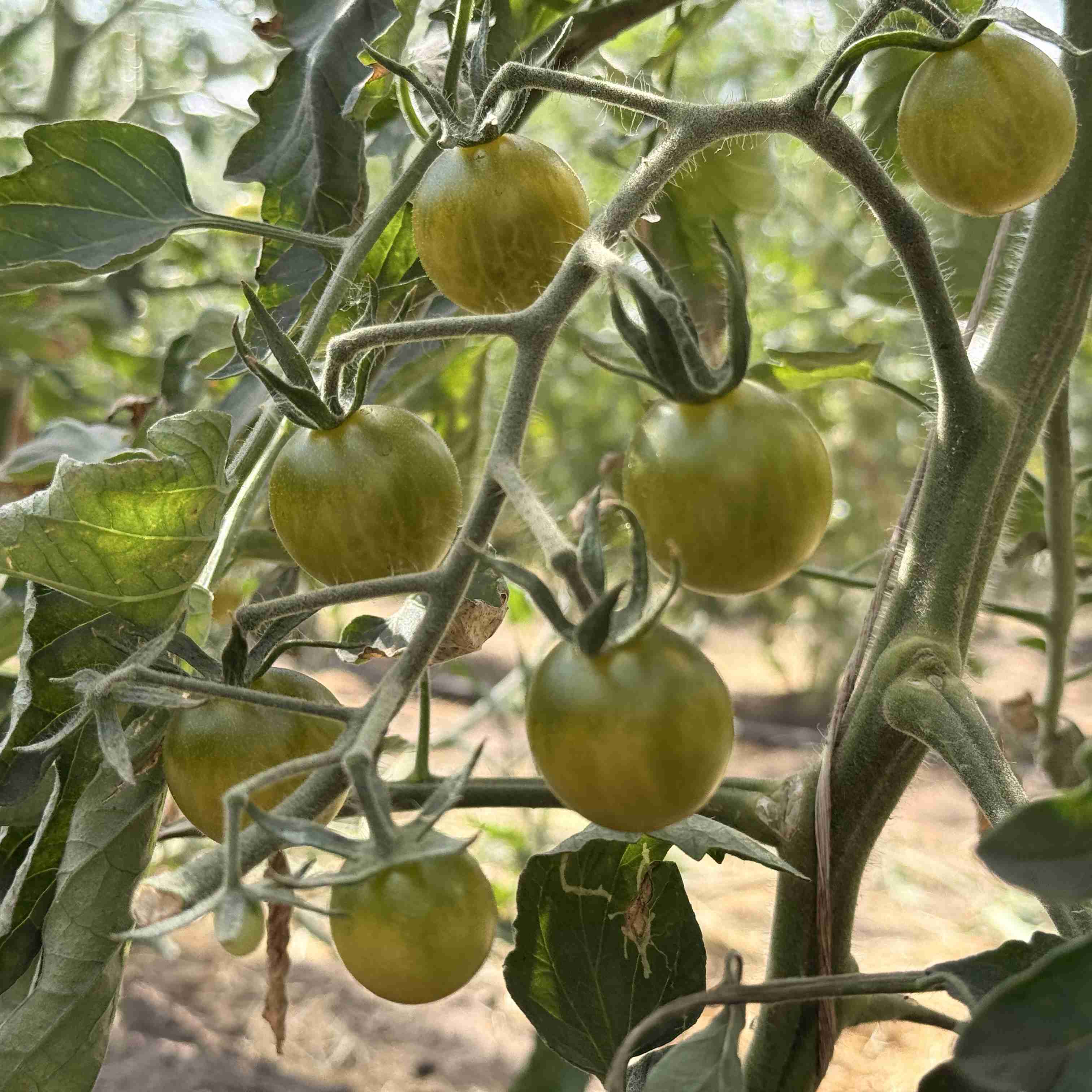Tomatensaatgut Appalachian Green