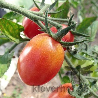 Orange und Rote Tomatenvielfalt 