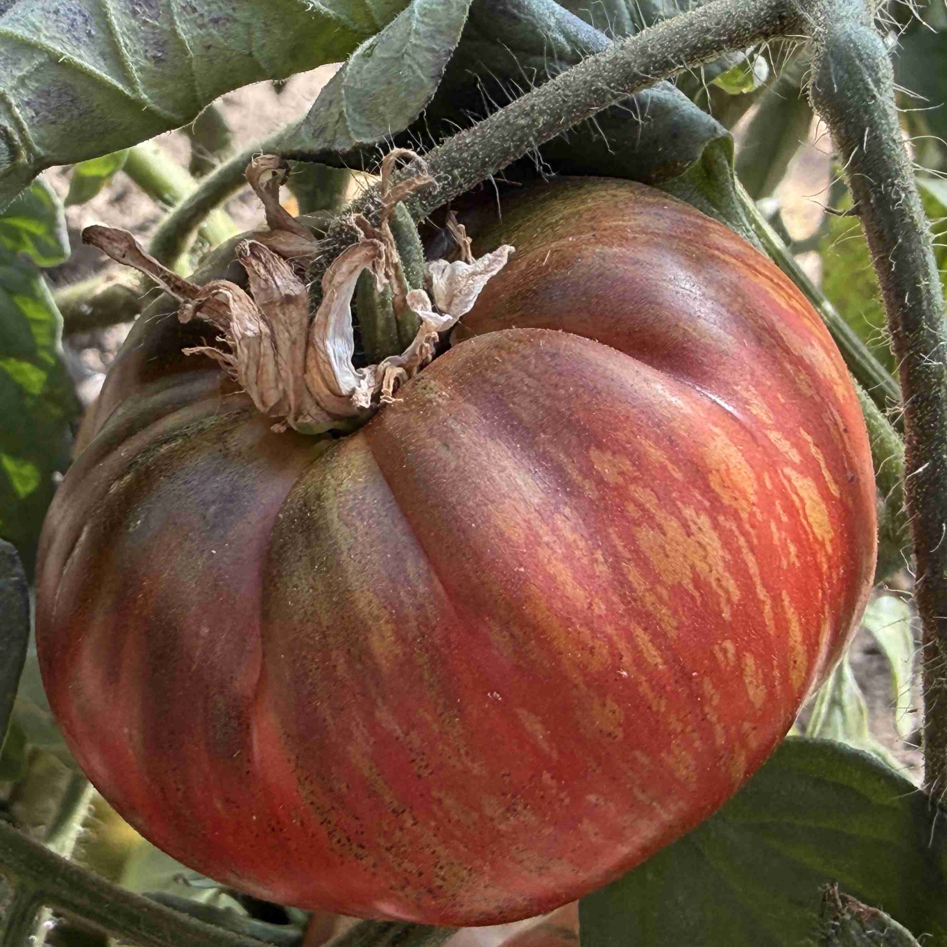 Tomatensaatgut Mississippi Queen