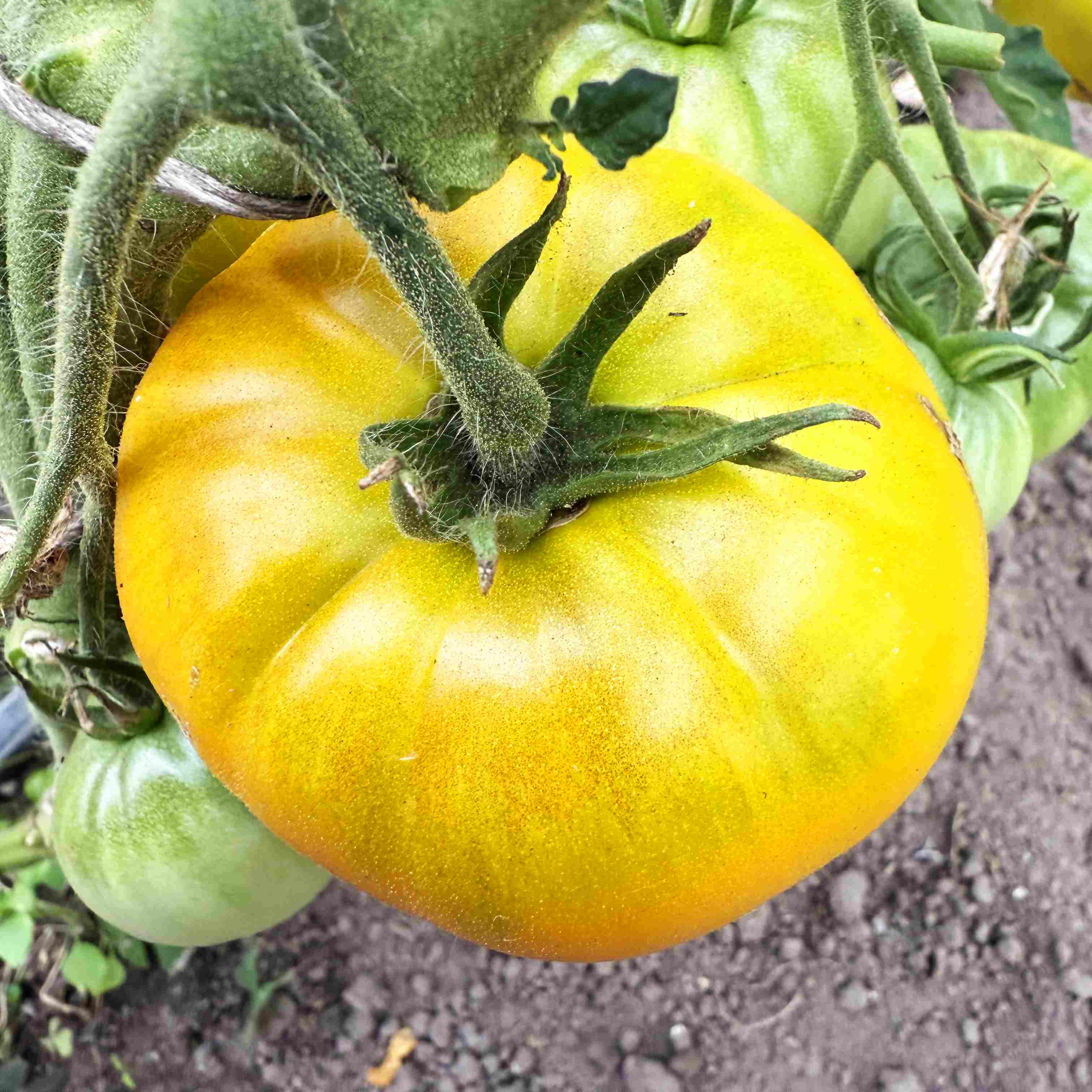 Tomatensaatgut Giant Lemon